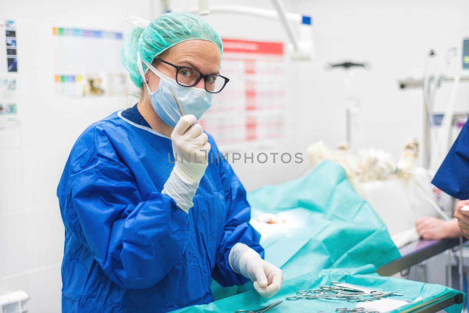 Veterinary surgeon with scalpel