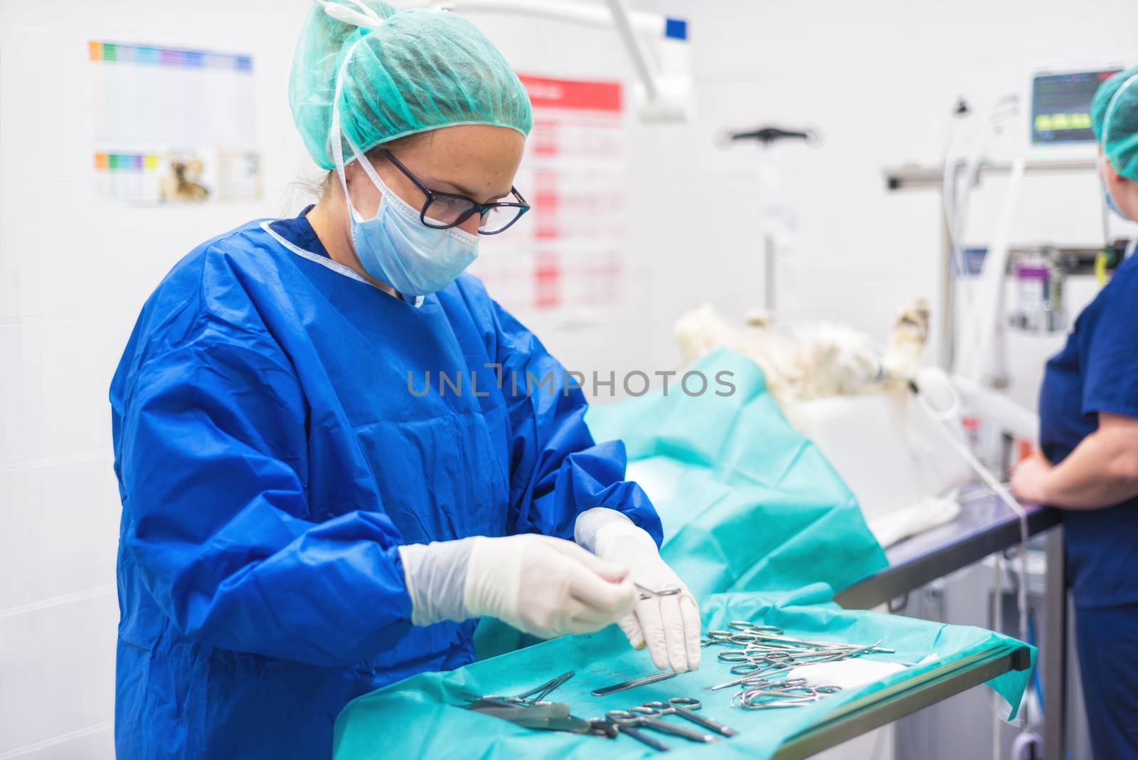 Veterinary surgeon with scalpel