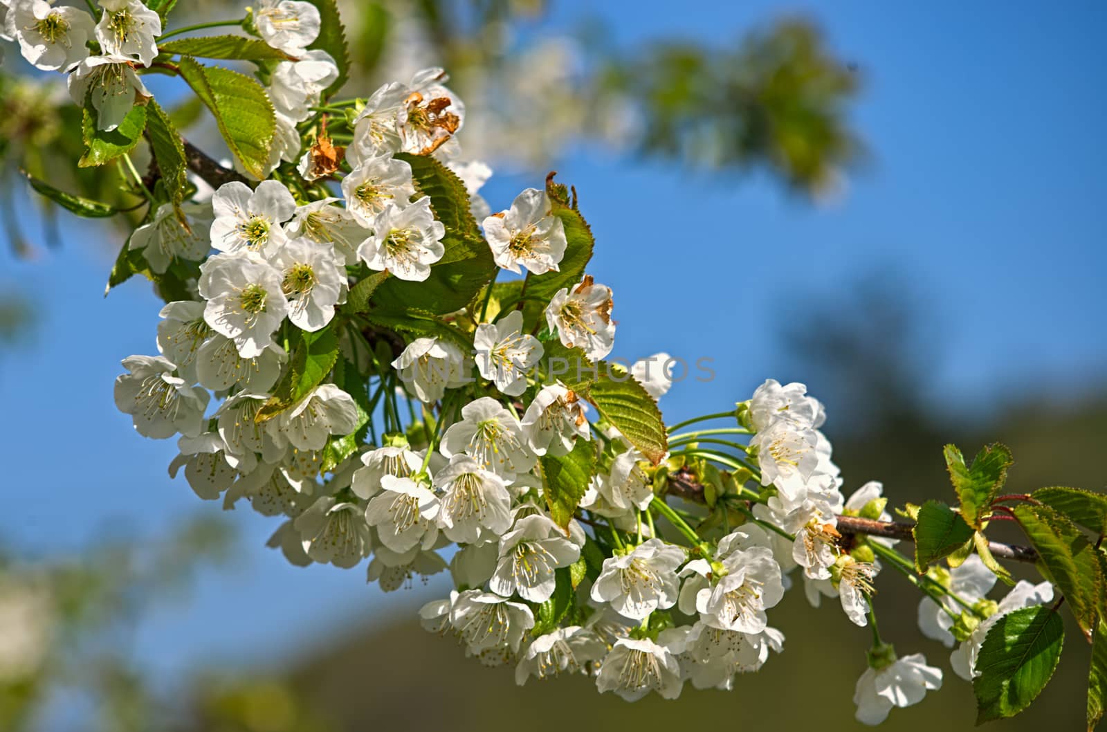 Branch of cherry tree full with blooming flowers