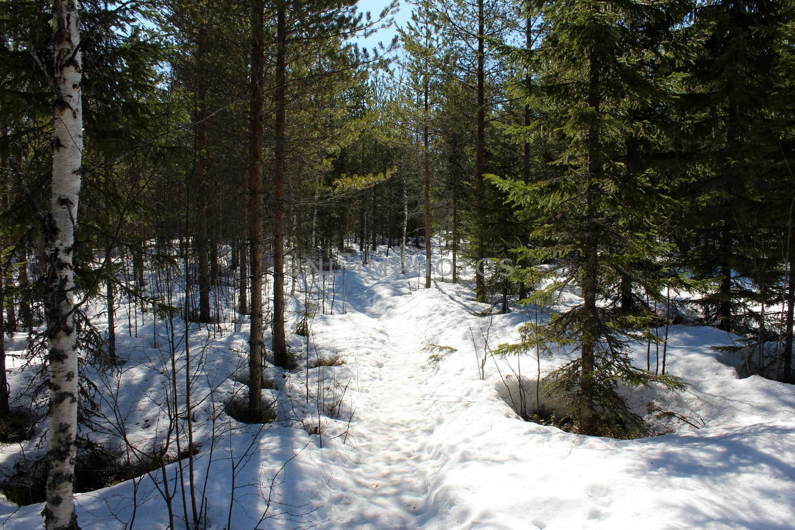 Overview Björnlandet National Park in Sweden