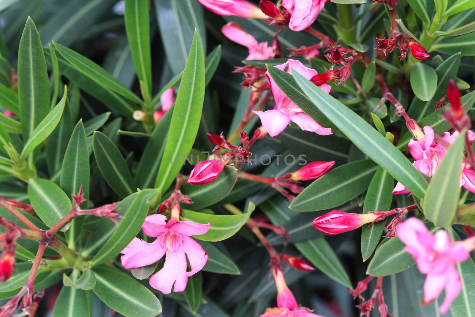 Close up of Nerium oleander flower, most commonly known as nerium or oleander, blooming in spring in the garden