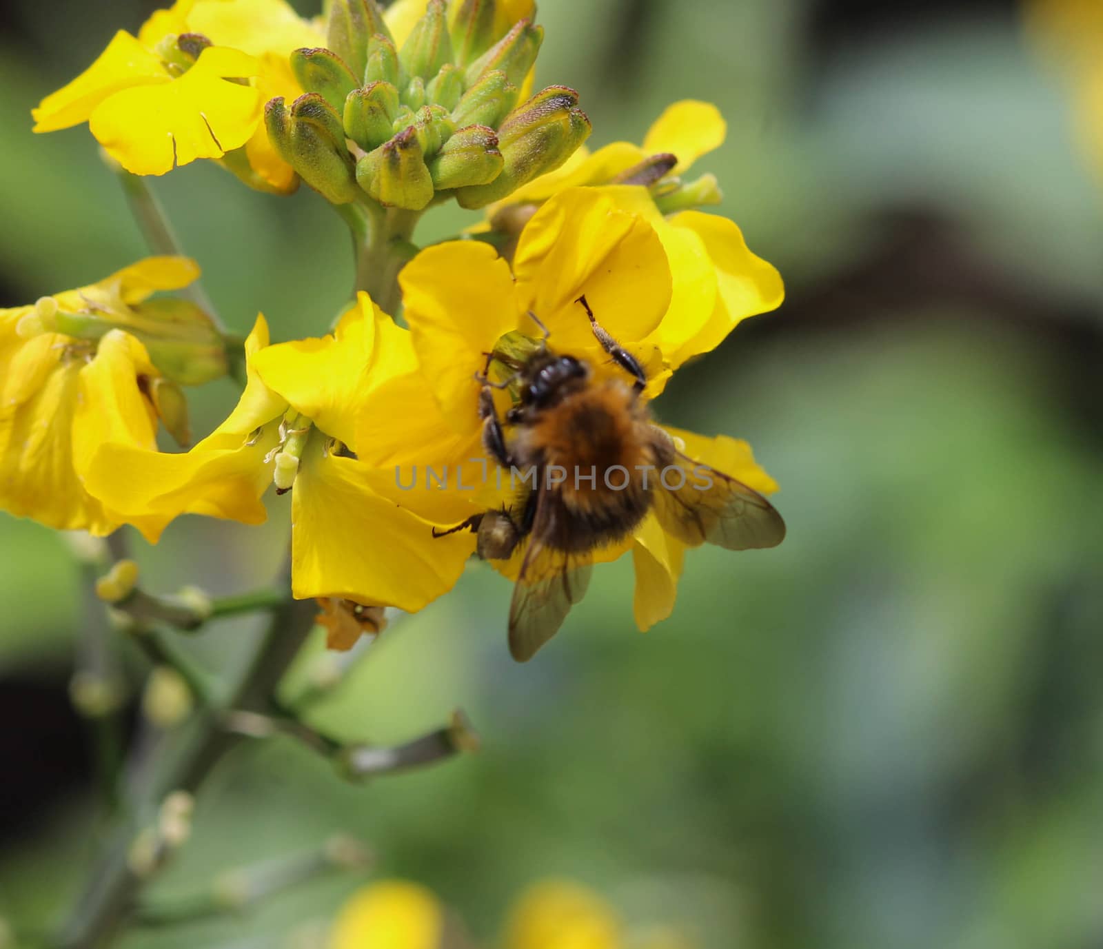 Close up macro of Bombus pascuorum bumblebee, the common carder bee, collecting nectar from a flower
