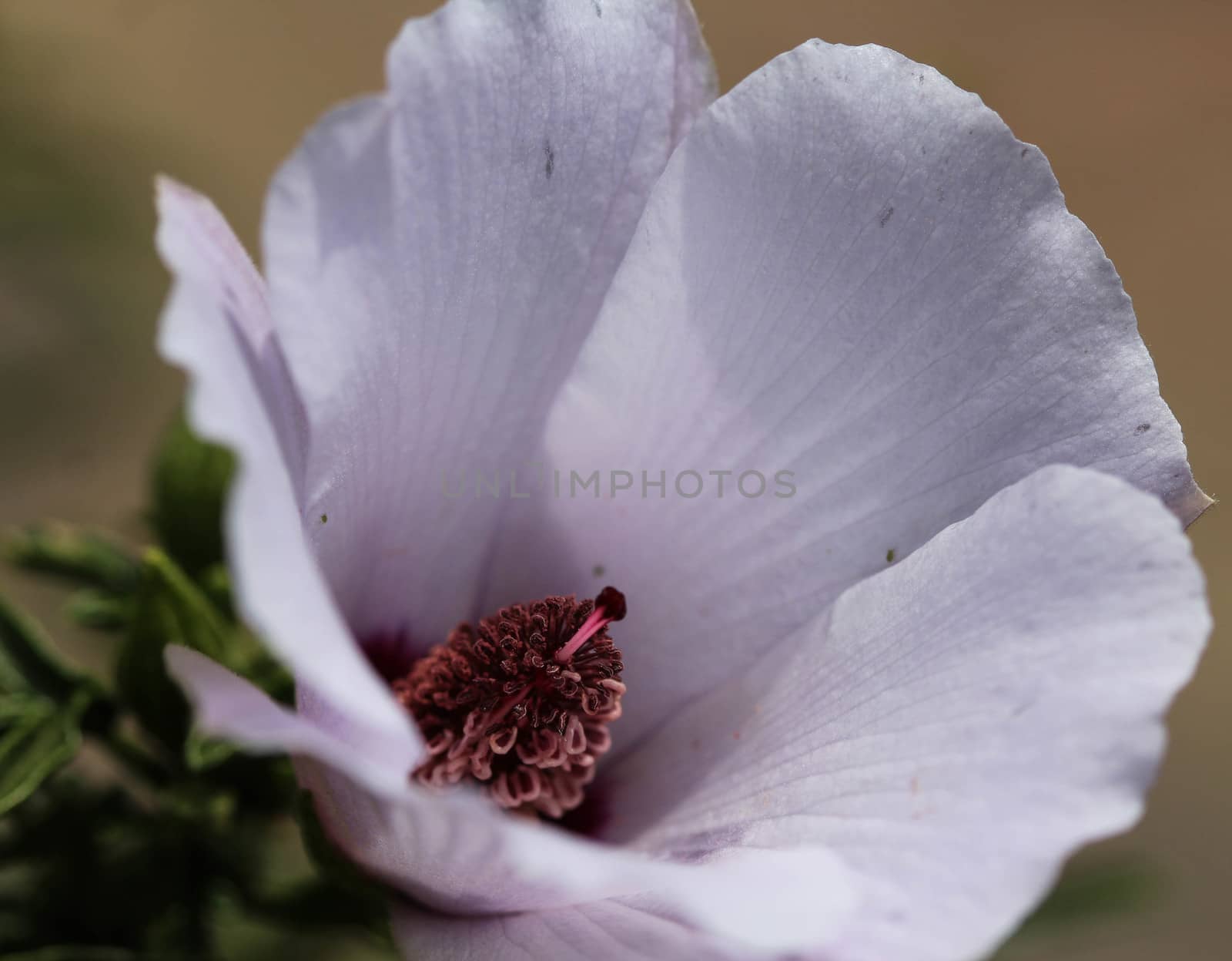 Close up of Althaea officinalis, or marsh mallow flower blooming in spring in the garden