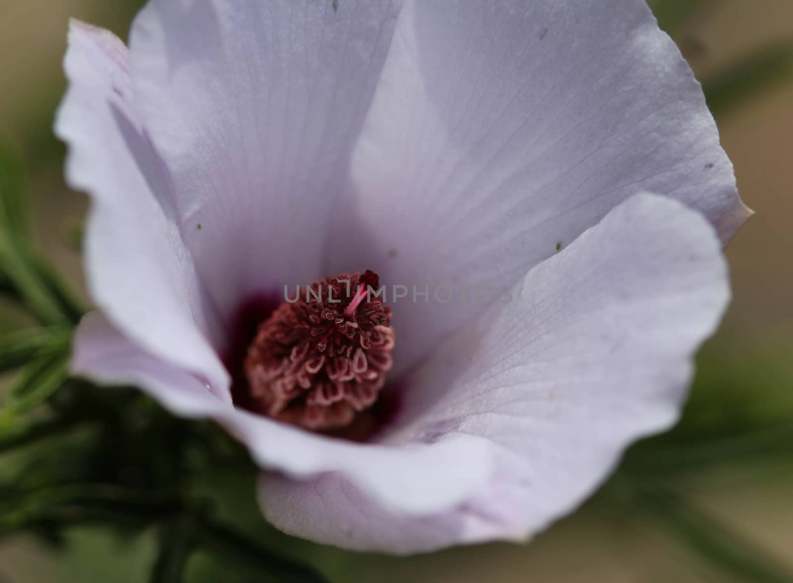 Close up of Althaea officinalis, or marsh mallow flower blooming in spring in the garden