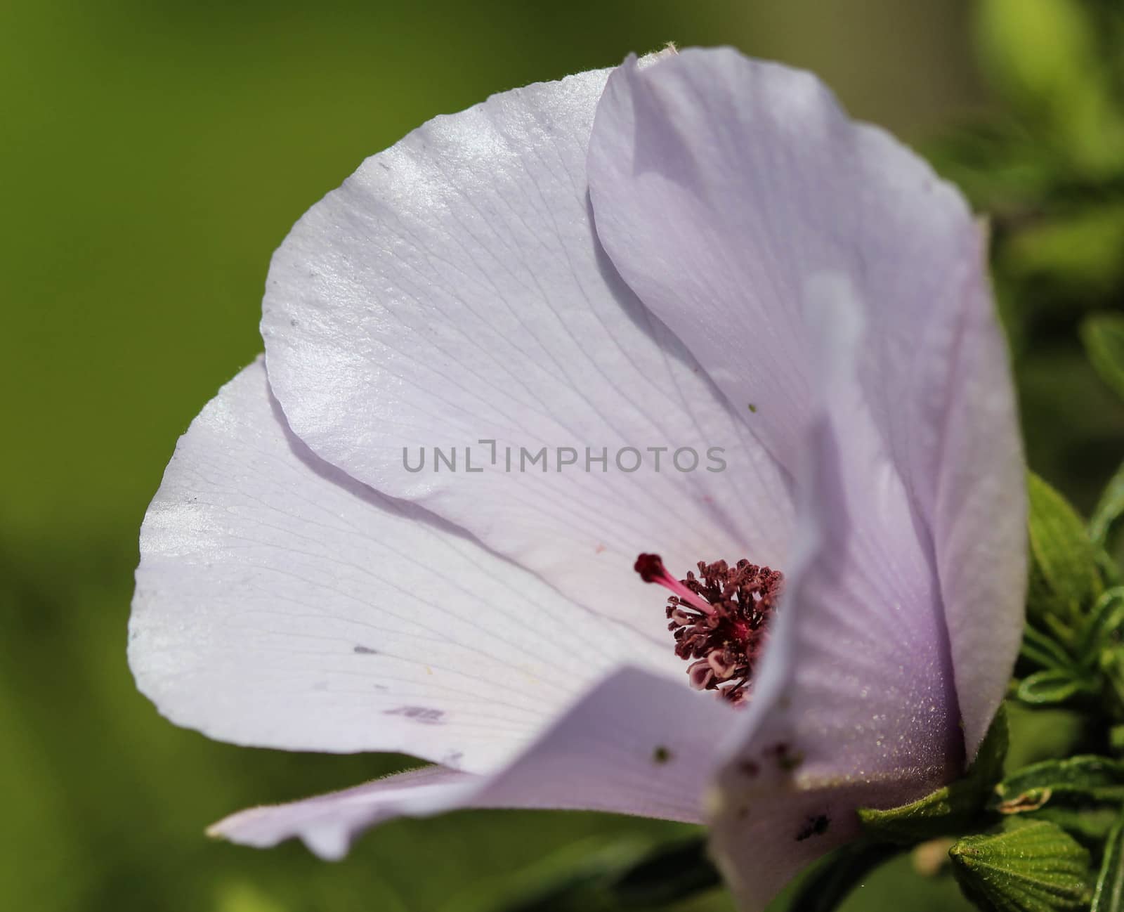 Close up of Althaea officinalis, or marsh mallow flower blooming in spring in the garden