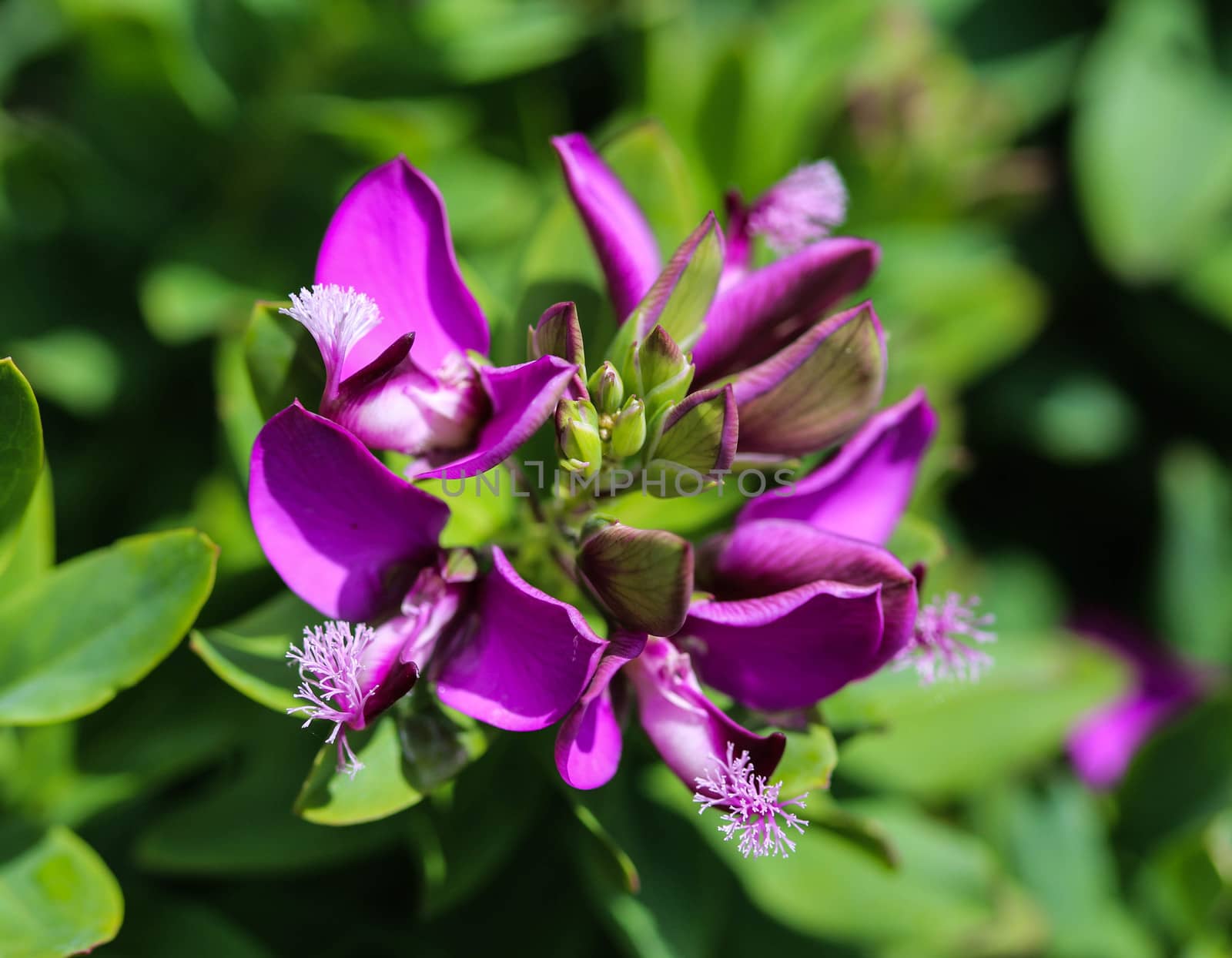close up of beautiful Polygala myrtifolia or the myrtle-leaf milkwort flower, blooming in spring in the garden