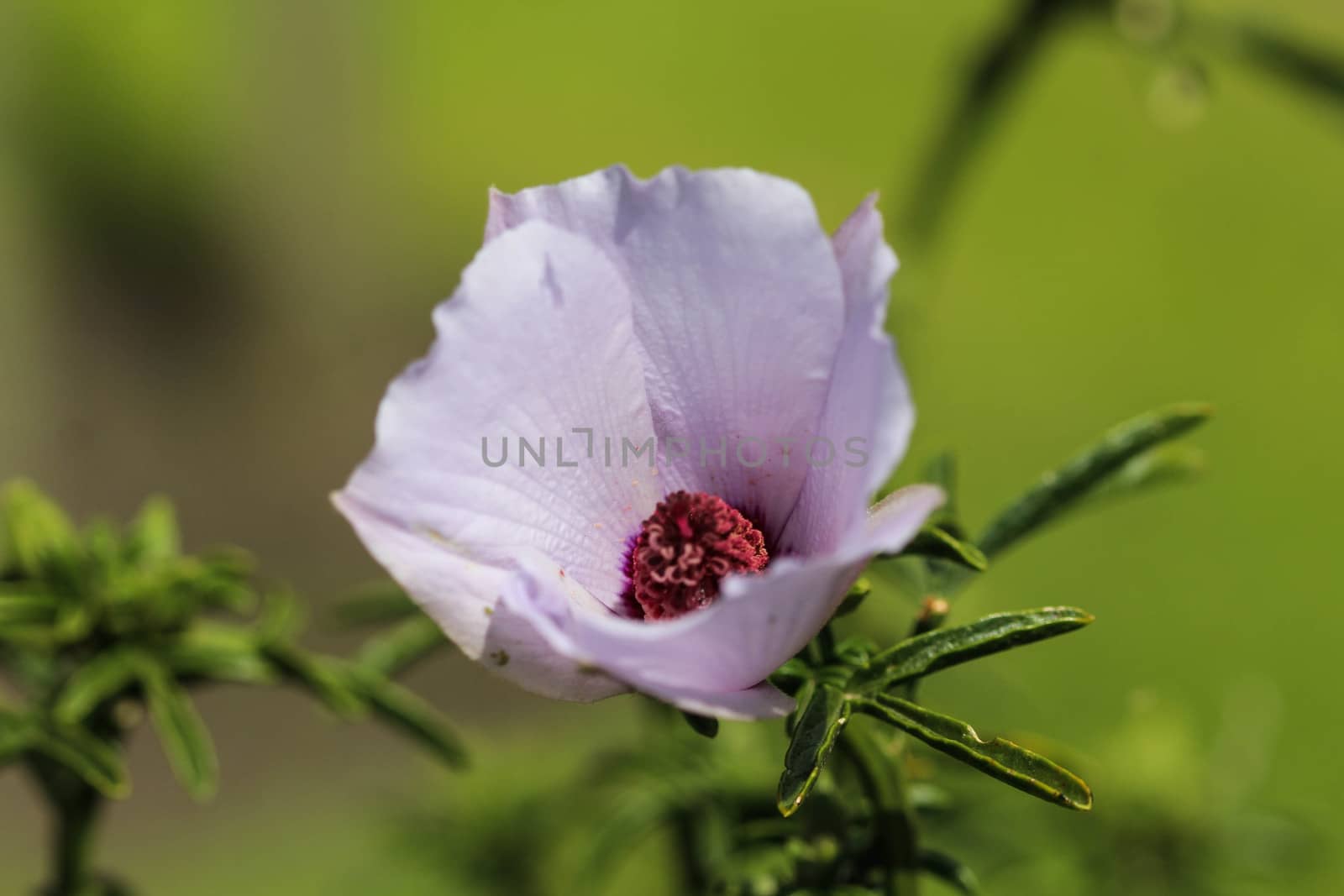 Close up of Althaea officinalis, or marsh mallow flower blooming in spring in the garden