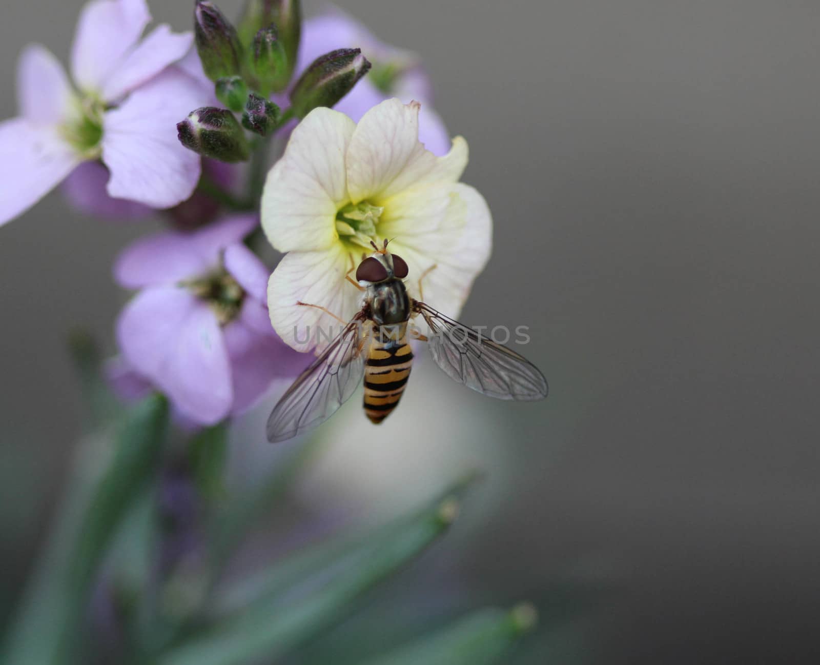 close up of marmalade hoverfly or Episyrphus balteatus sitting on flower in the garden