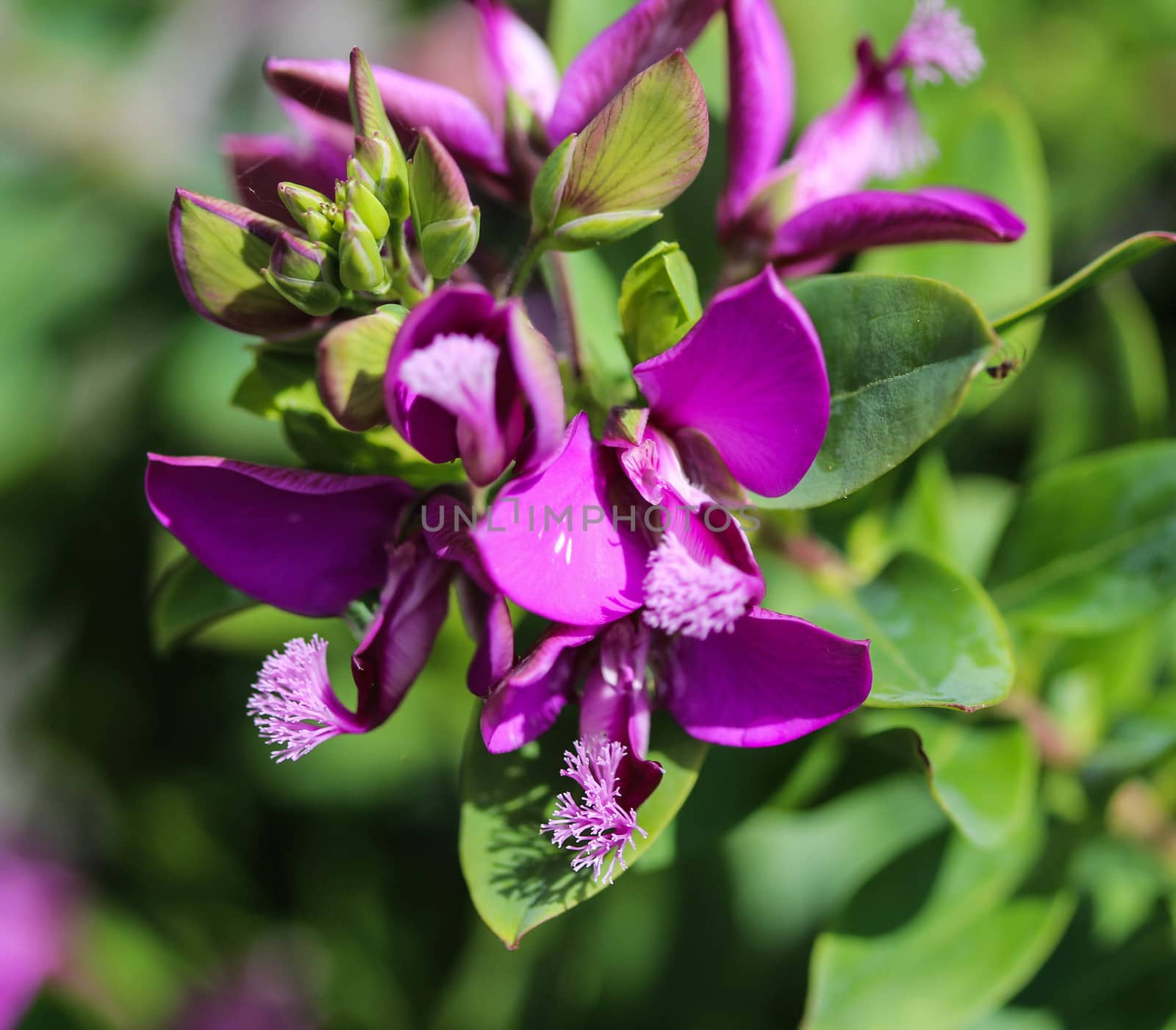 close up of beautiful Polygala myrtifolia or the myrtle-leaf milkwort flower, blooming in spring in the garden