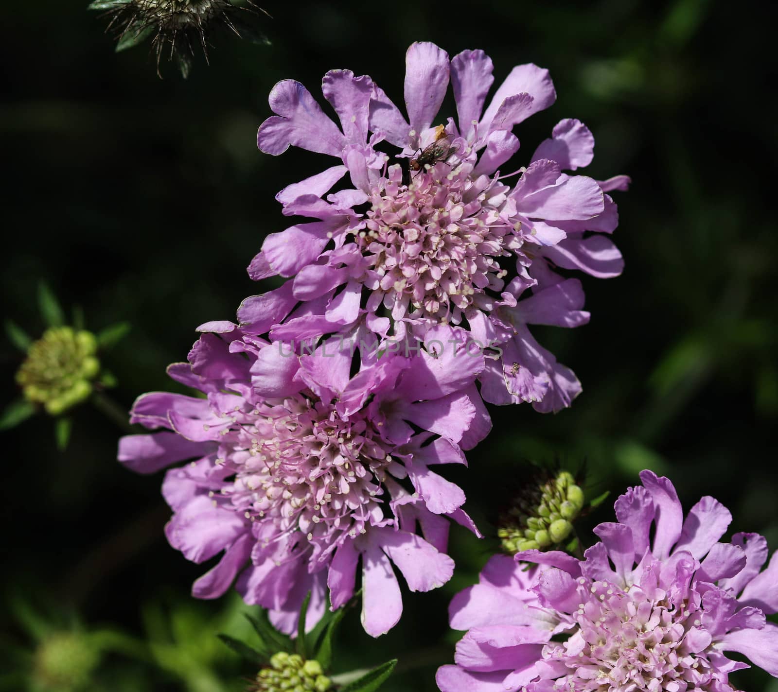 close up of Knautia arvensis flower, commonly known as field scabious blooming during spring