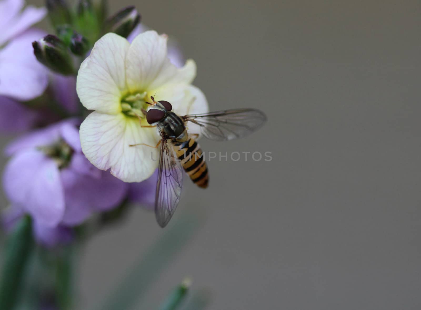 close up of marmalade hoverfly or Episyrphus balteatus sitting on flower in the garden