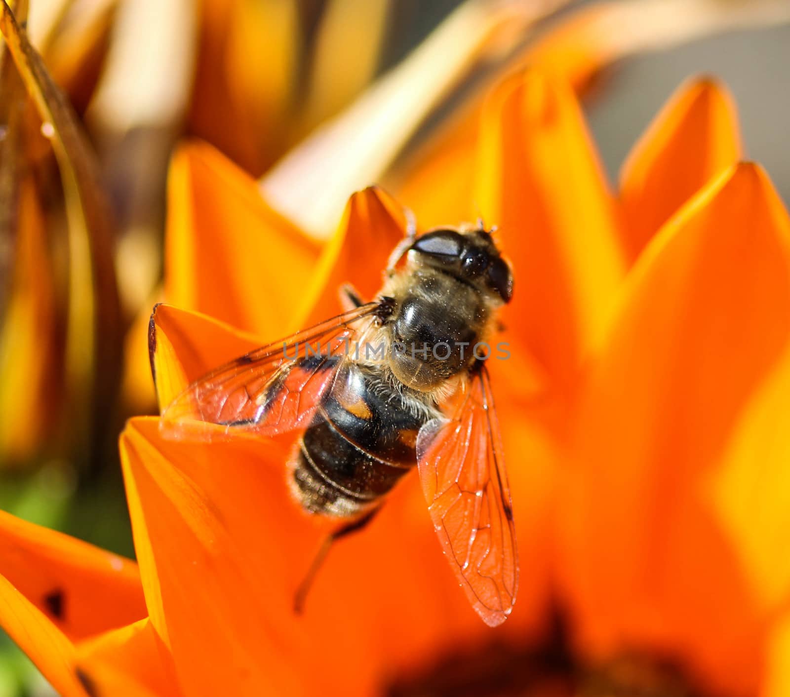 close up of Eristalis tenax or drone fly, a European hoverfly, sitting on flower