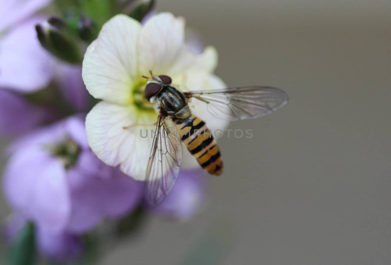 close up of marmalade hoverfly or Episyrphus balteatus sitting on flower in the garden