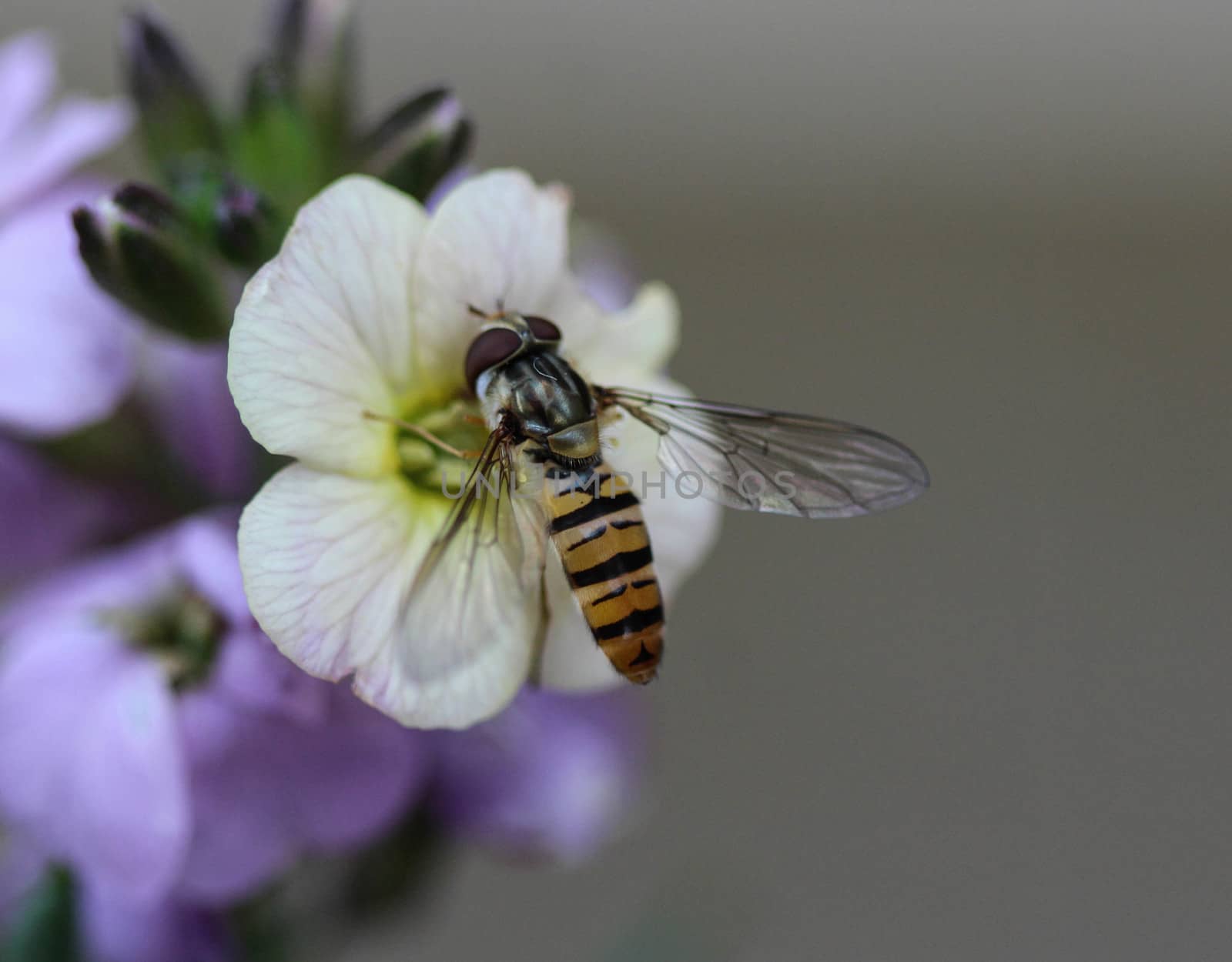close up of marmalade hoverfly or Episyrphus balteatus sitting on flower in the garden