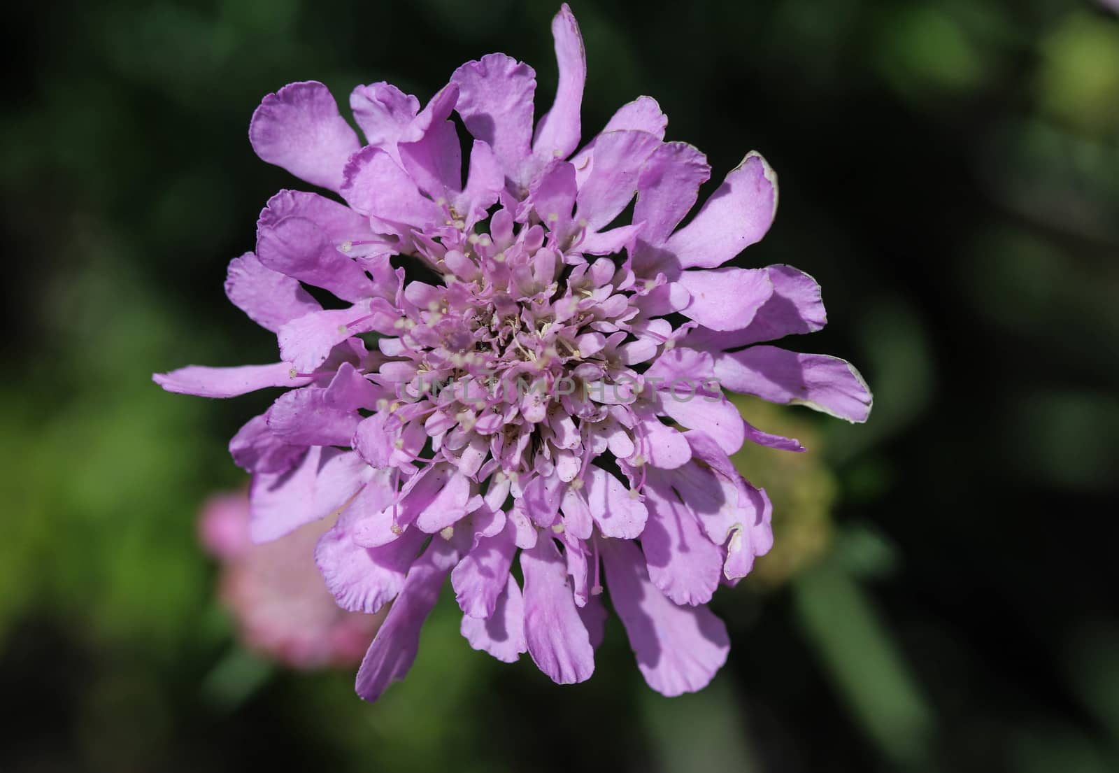 close up of Knautia arvensis flower, commonly known as field scabious blooming during spring