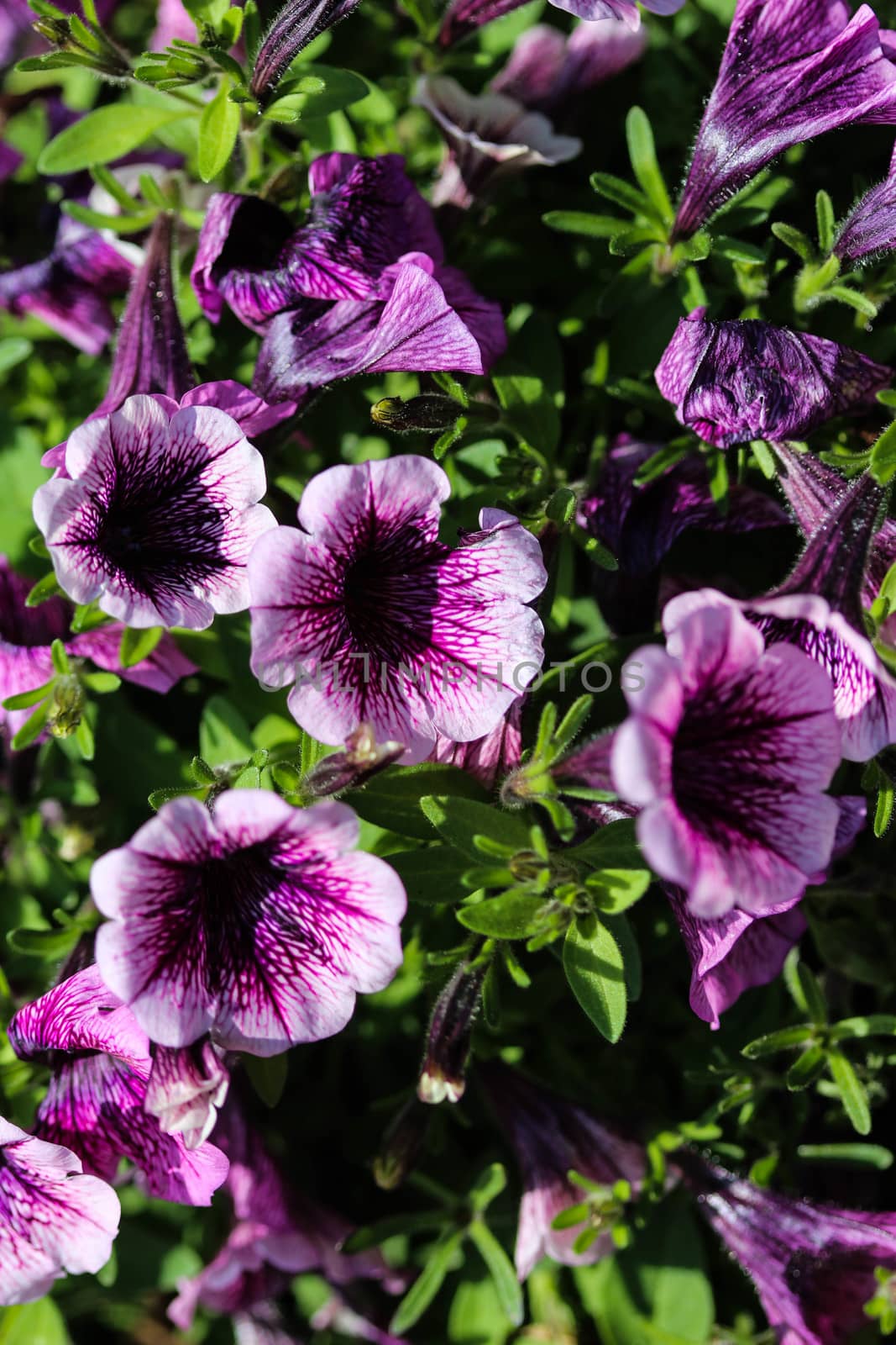 close up of Garden petunia hybrid (Petunia × atkinsiana) in garden, blooming in spring