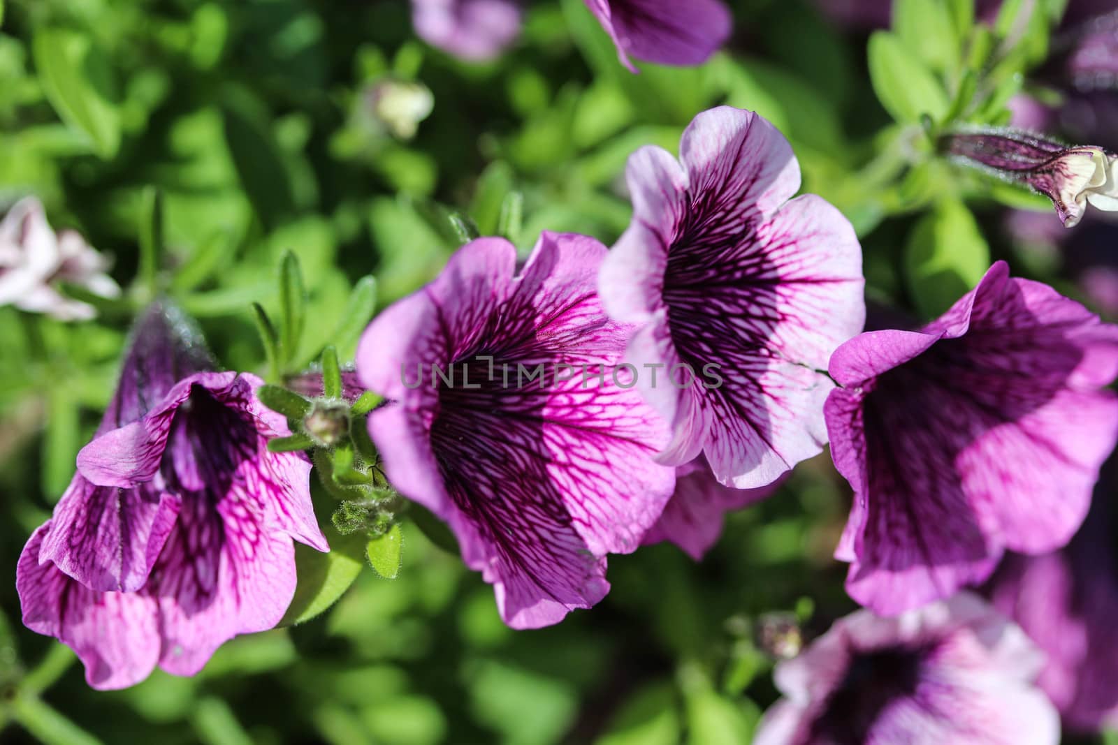 close up of Garden petunia hybrid (Petunia × atkinsiana) in garden, blooming in spring