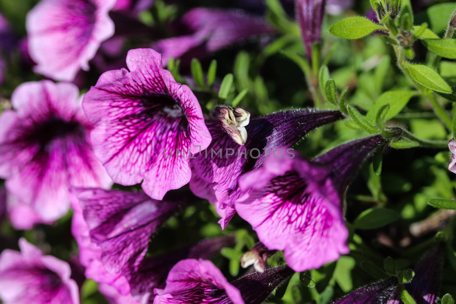 close up of Garden petunia hybrid (Petunia × atkinsiana) in garden, blooming in spring