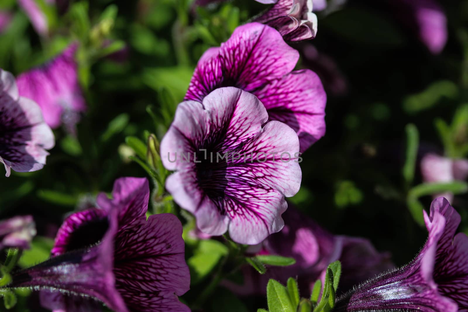 close up of Garden petunia hybrid (Petunia × atkinsiana) in garden, blooming in spring