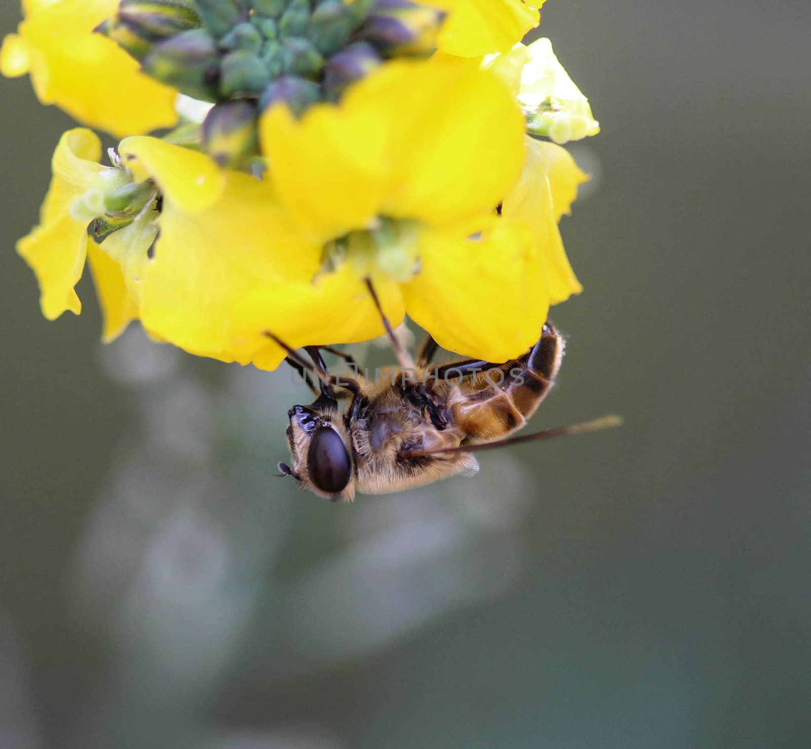 close up of Eristalis tenax or drone fly, a European hoverfly, sitting on flower