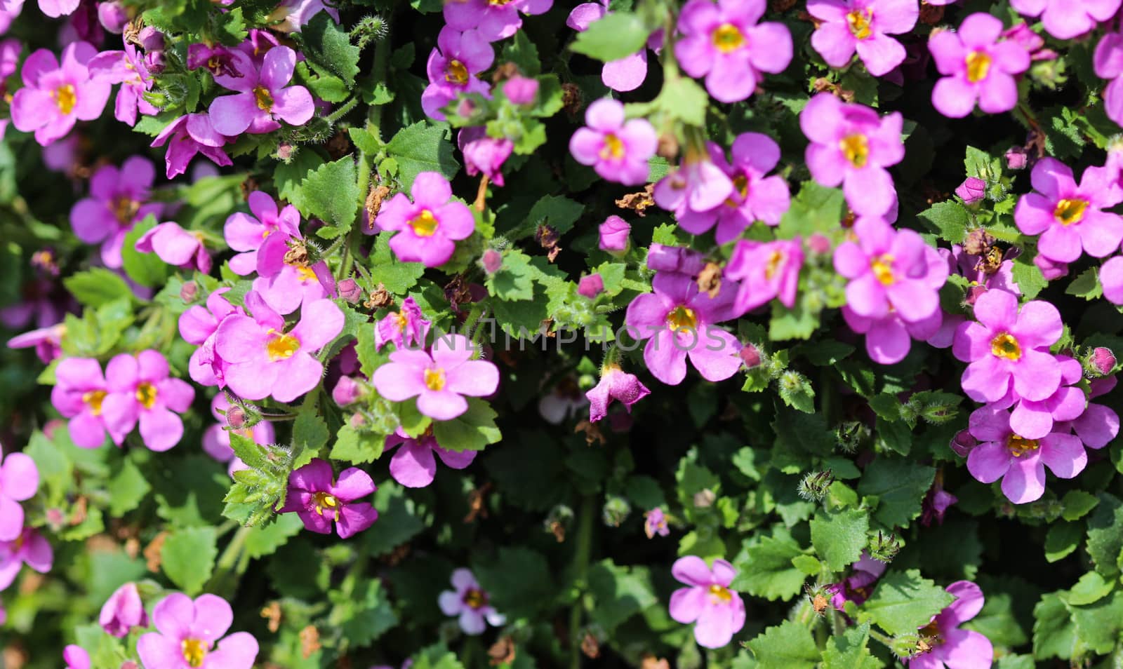 close up of Aubrieta deltoidea, also know as lilacbush, purple rock cress and rainbow rock cress