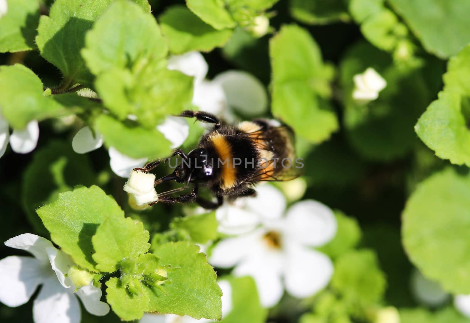 close up of buff tailed bumblebee in garden