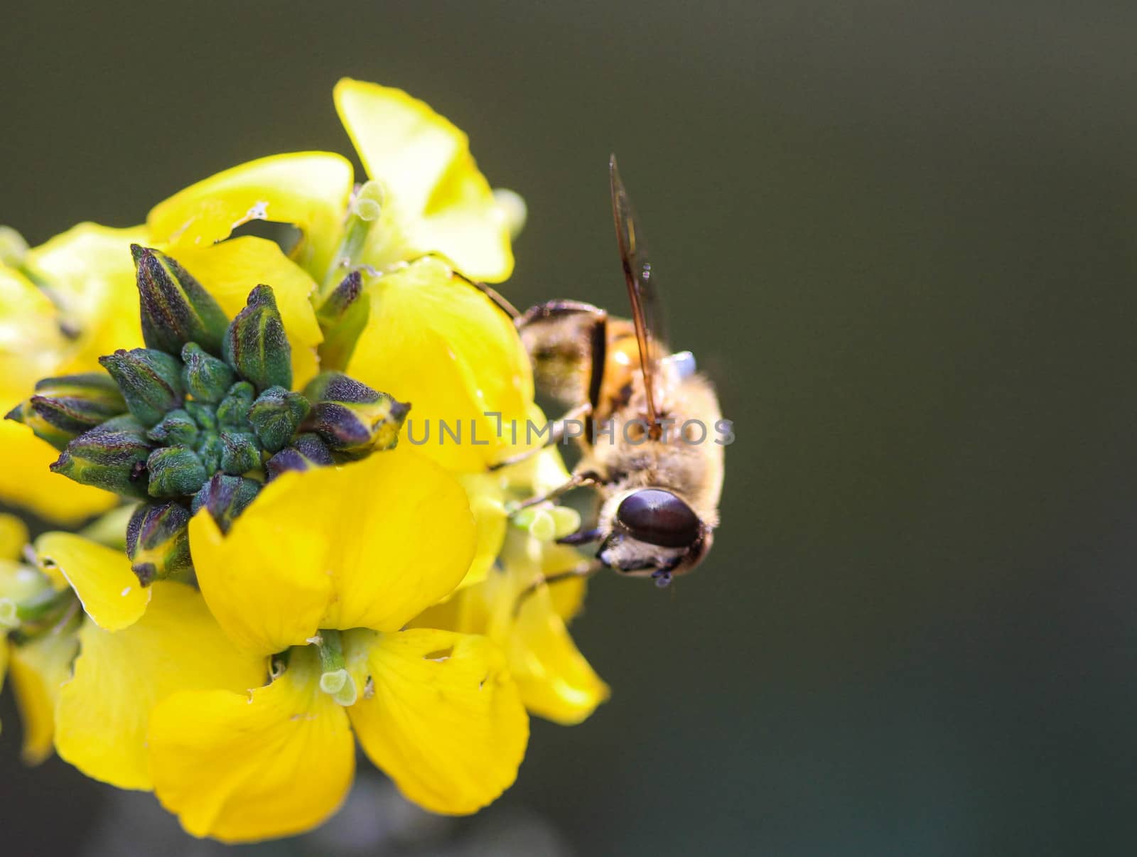 close up of Eristalis tenax or drone fly, a European hoverfly, sitting on flower