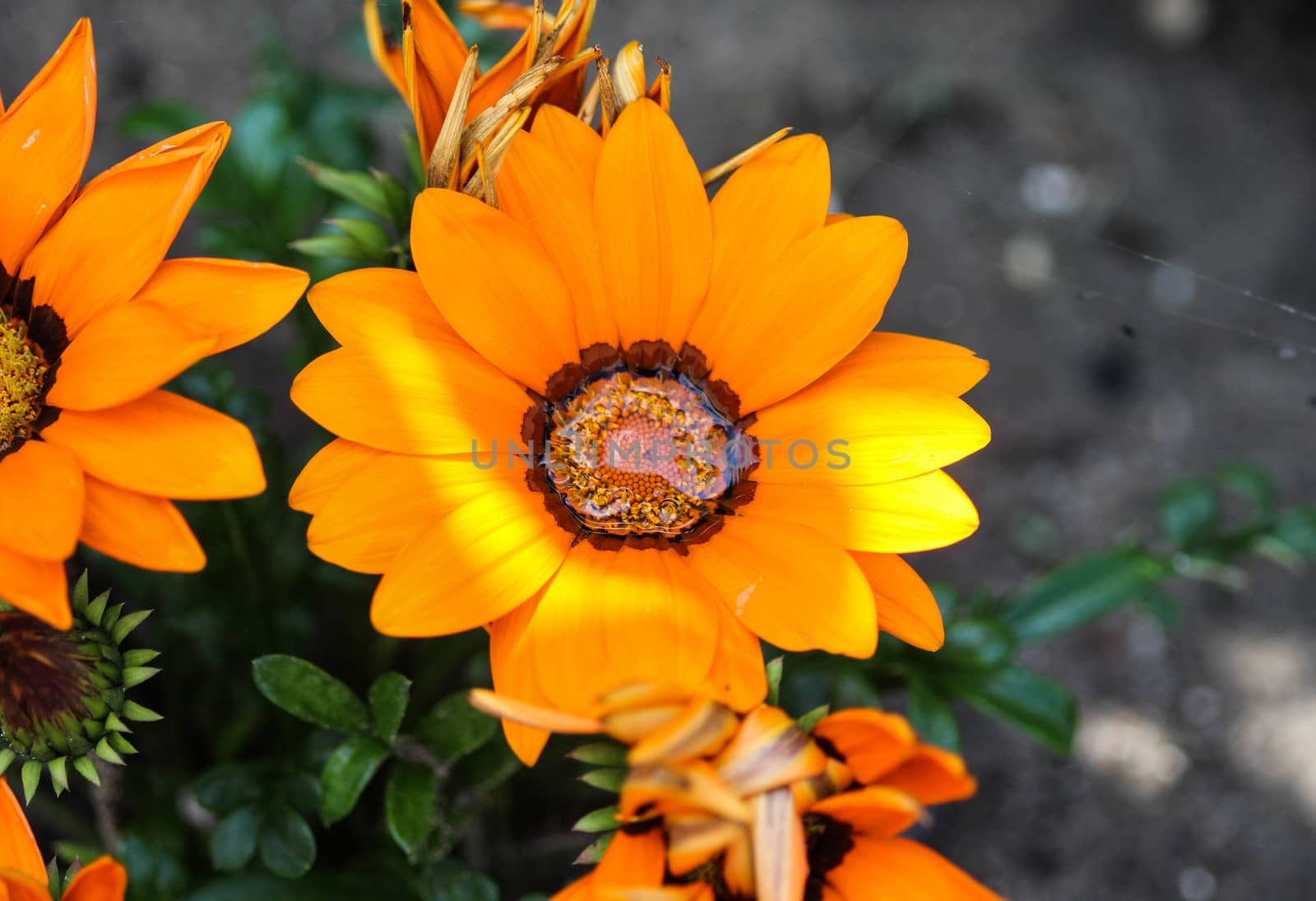 close up of Gazania rigens flower, sometimes called treasure flower, blooming in spring in the garden