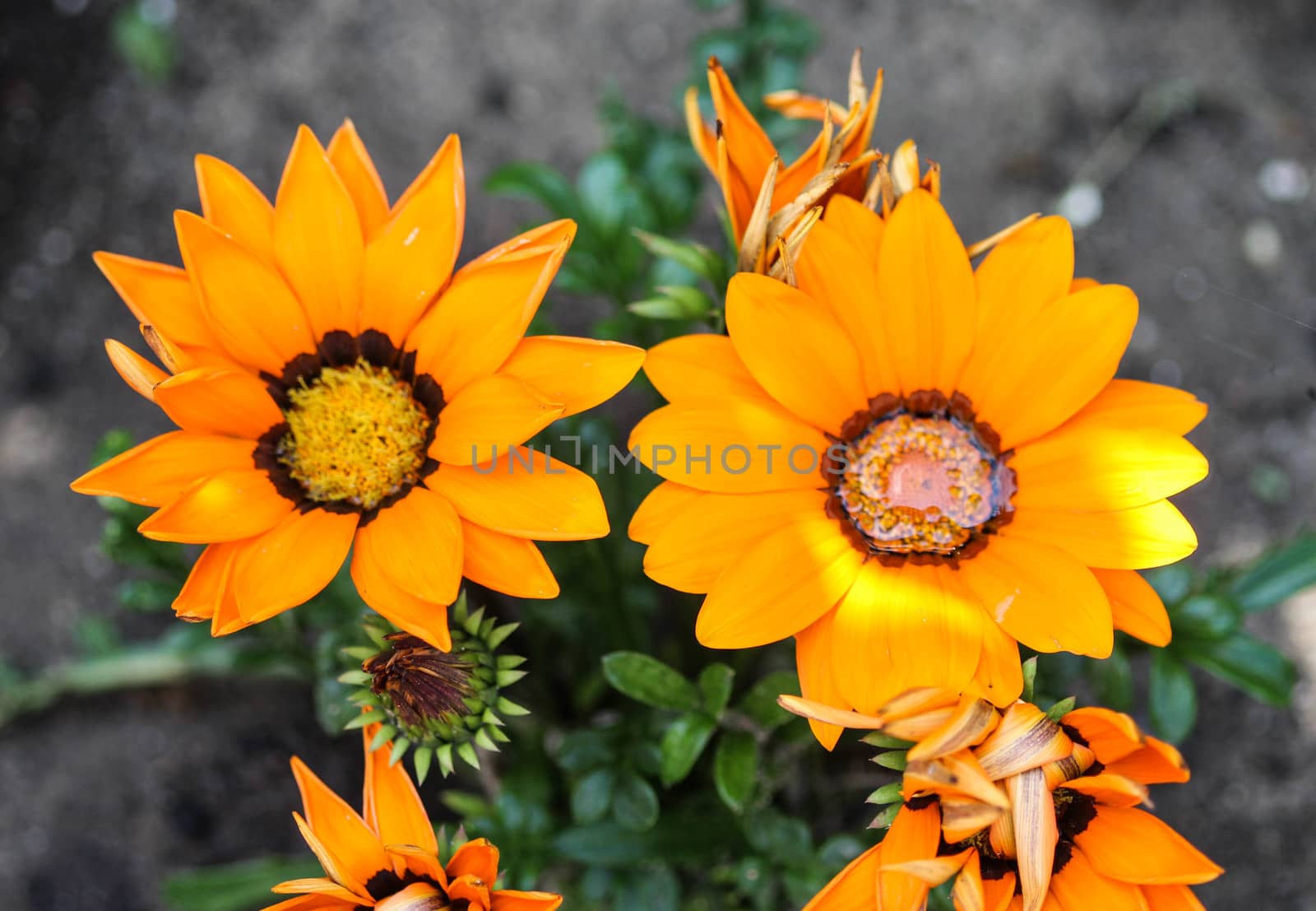 close up of Gazania rigens flower, sometimes called treasure flower, blooming in spring in the garden