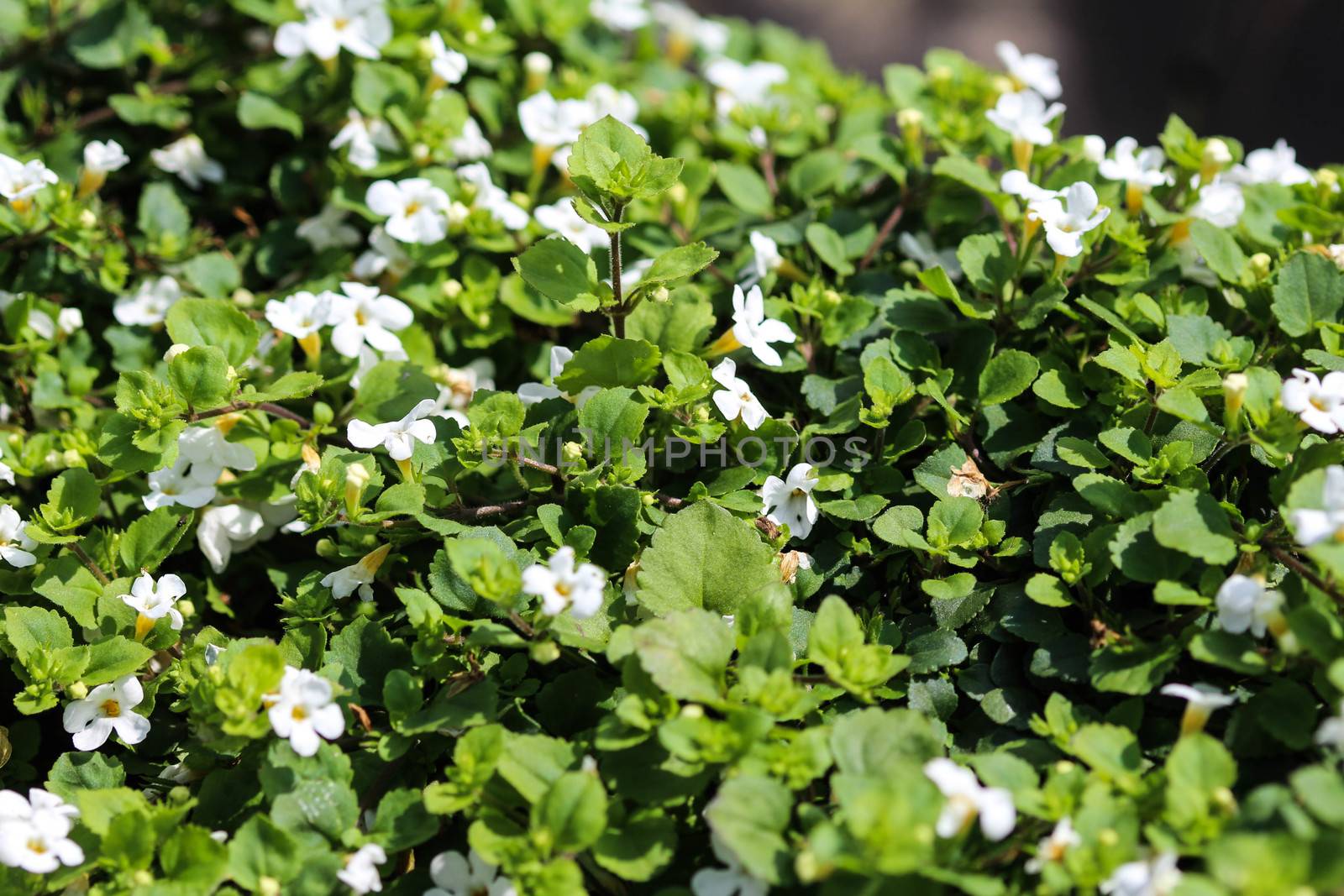 close up of waterhyssop in garden