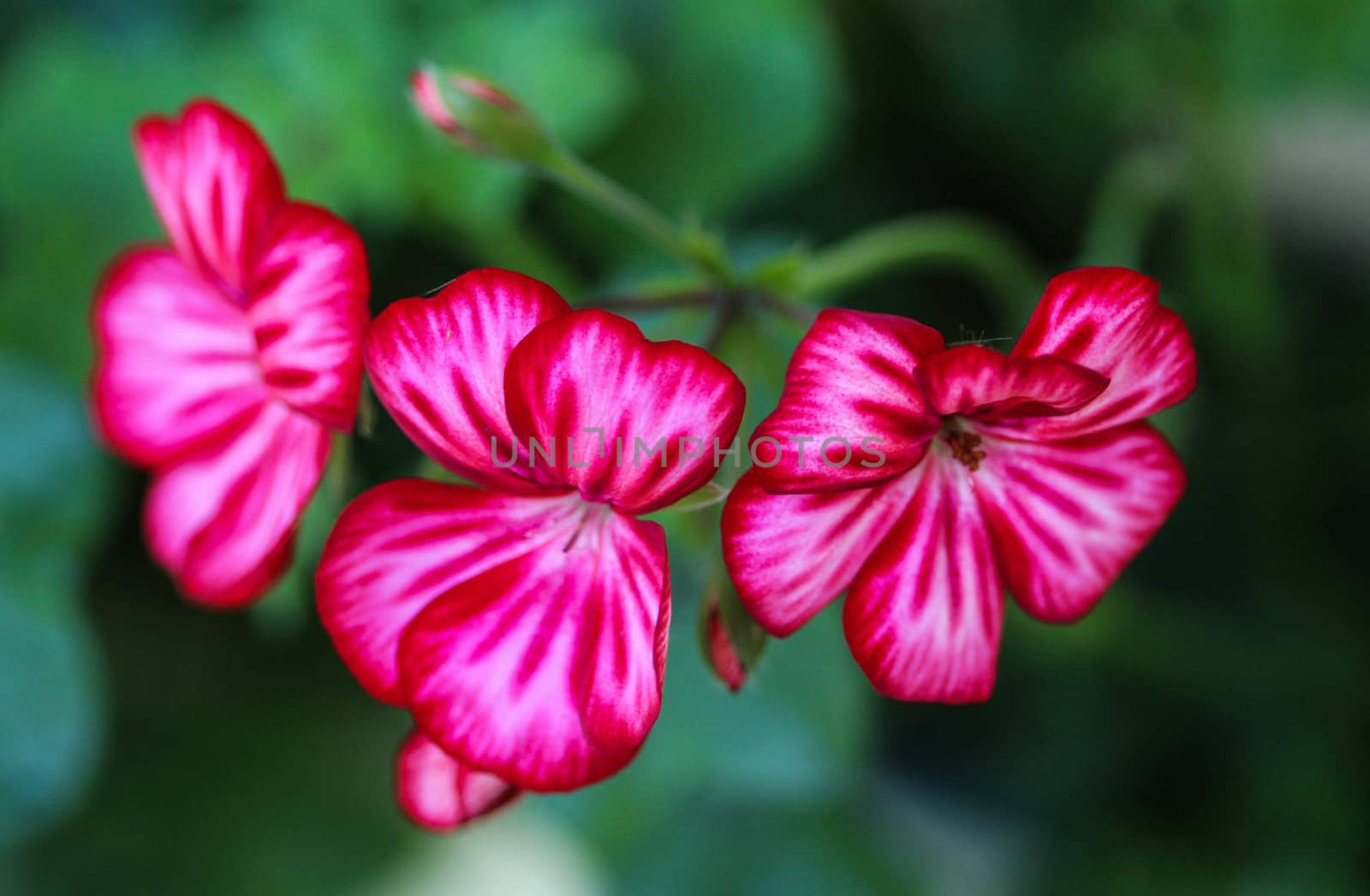 close up of Pelargonium peltatum