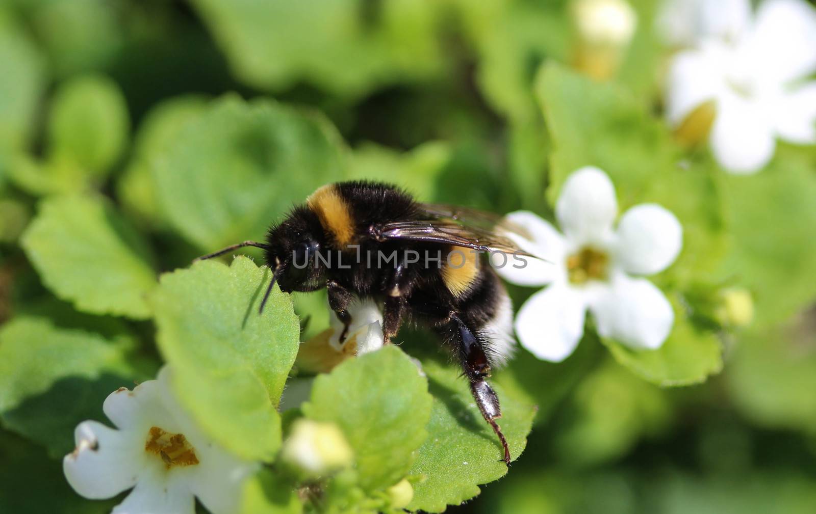 close up of buff tailed bumblebee in garden