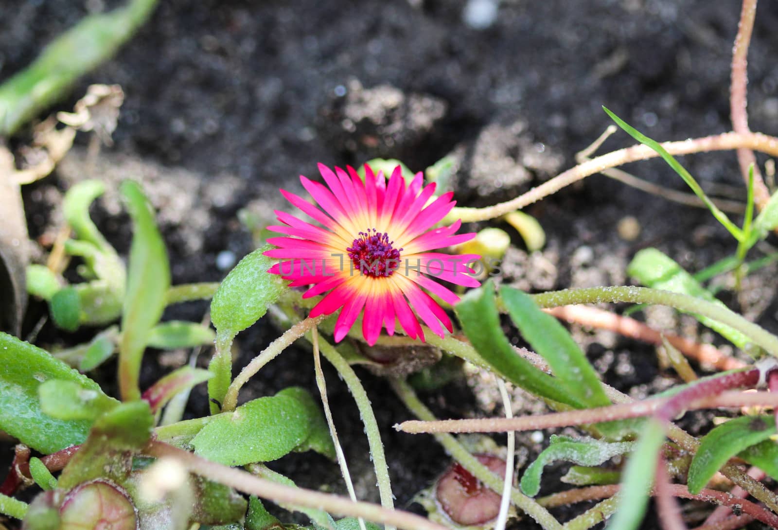 close up of Cleretum bellidiforme, commonly called Livingstone daisy or Bokbaaivygie, blooming in spring in the garden