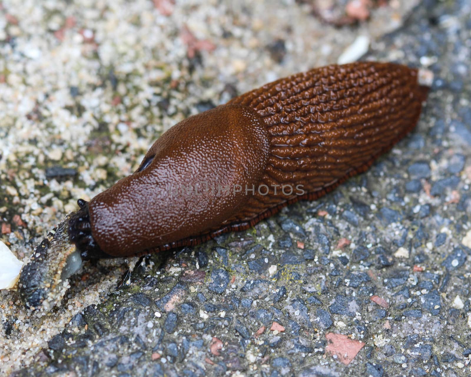 The red slug (Arion rufus), also known as the large red slug, chocolate arion and European red snail, eating leafs in the garden