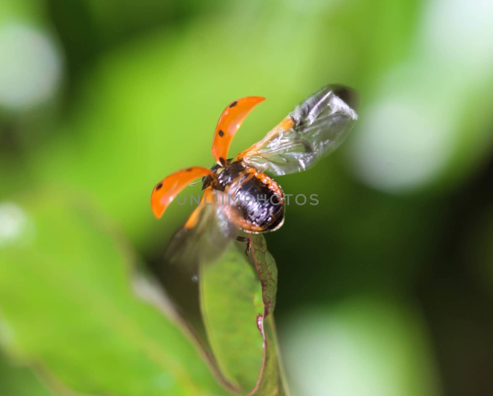 close up of seven-spot ladybird on leaf