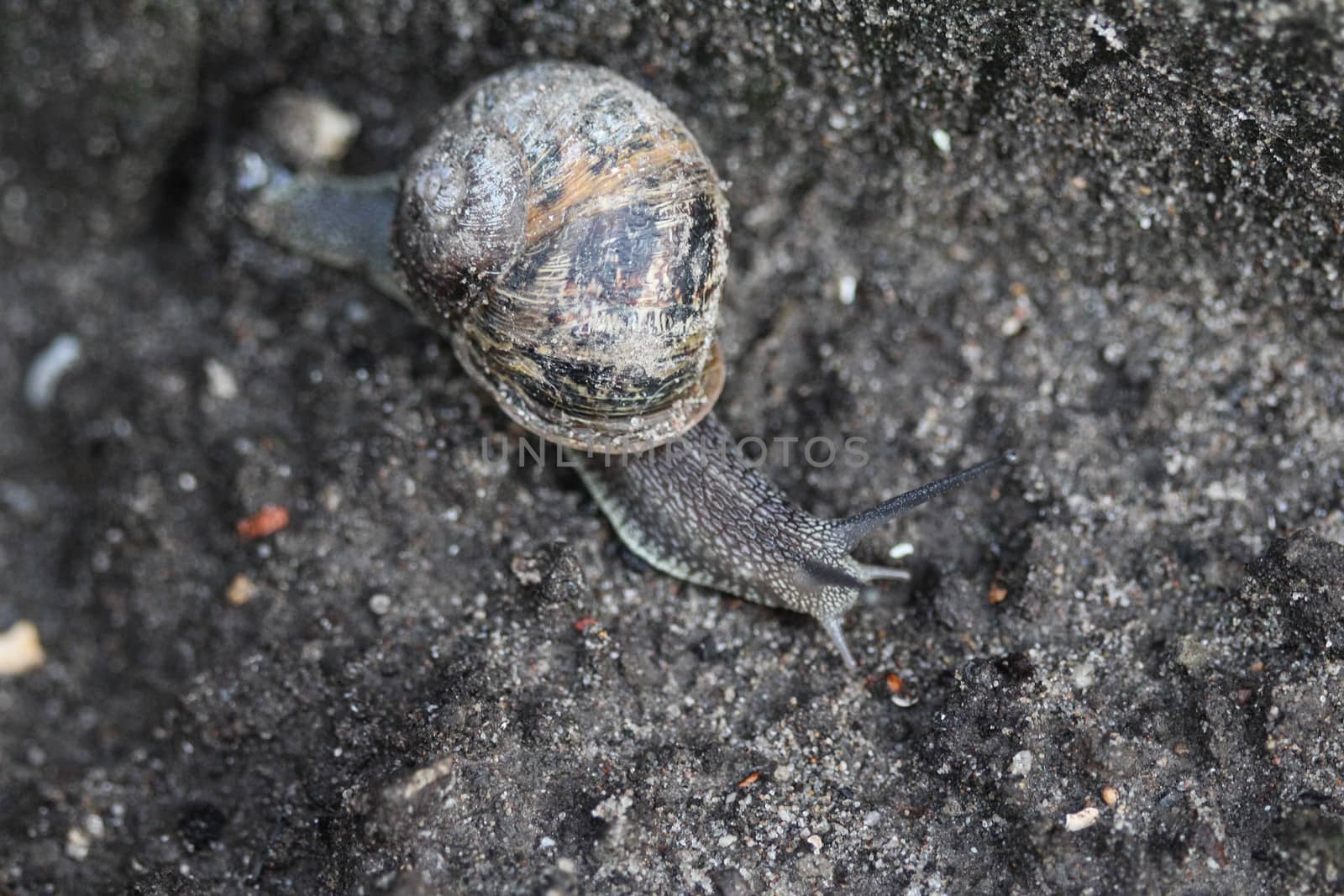 close up of garden snail
