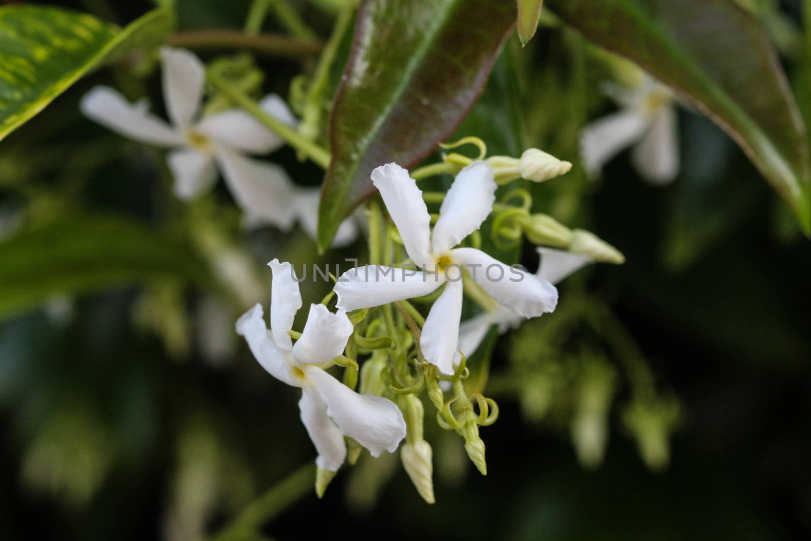 close up of confederate jasmine