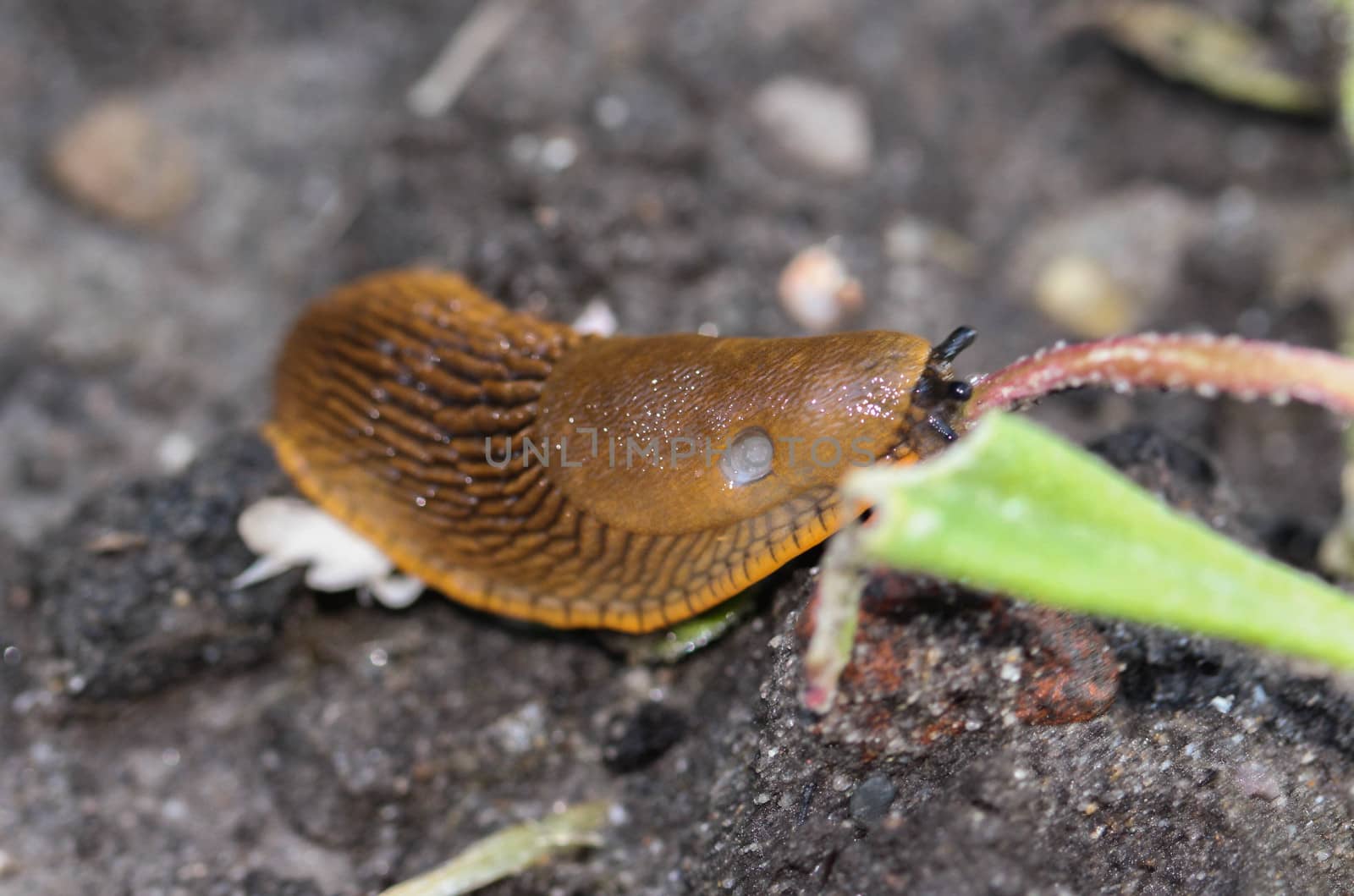 The red slug (Arion rufus), also known as the large red slug, chocolate arion and European red snail, eating leafs in the garden