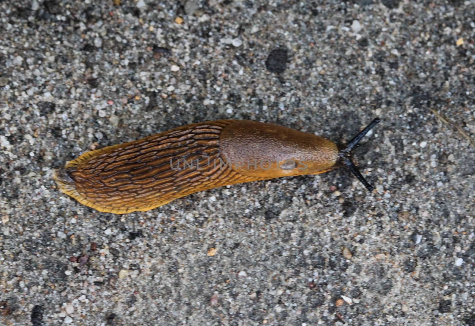 The red slug (Arion rufus), also known as the large red slug, chocolate arion and European red snail, eating leafs in the garden