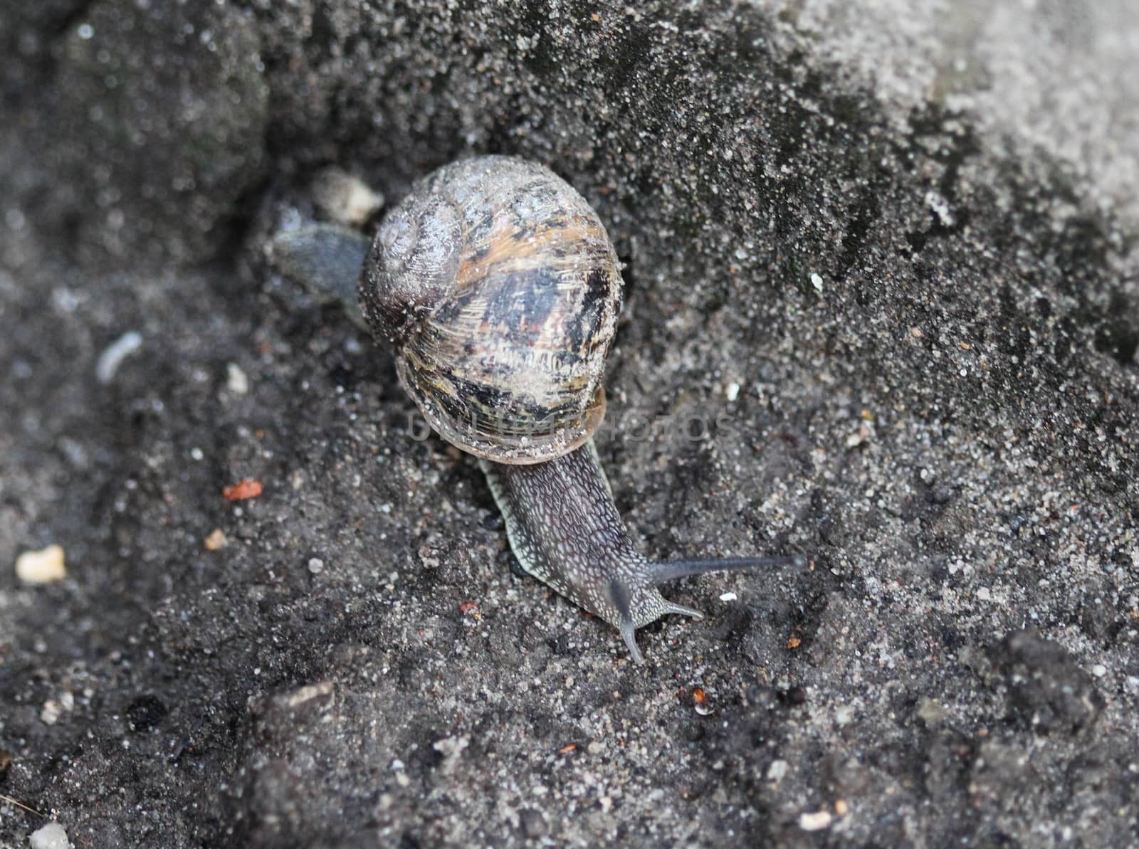 close up of garden snail