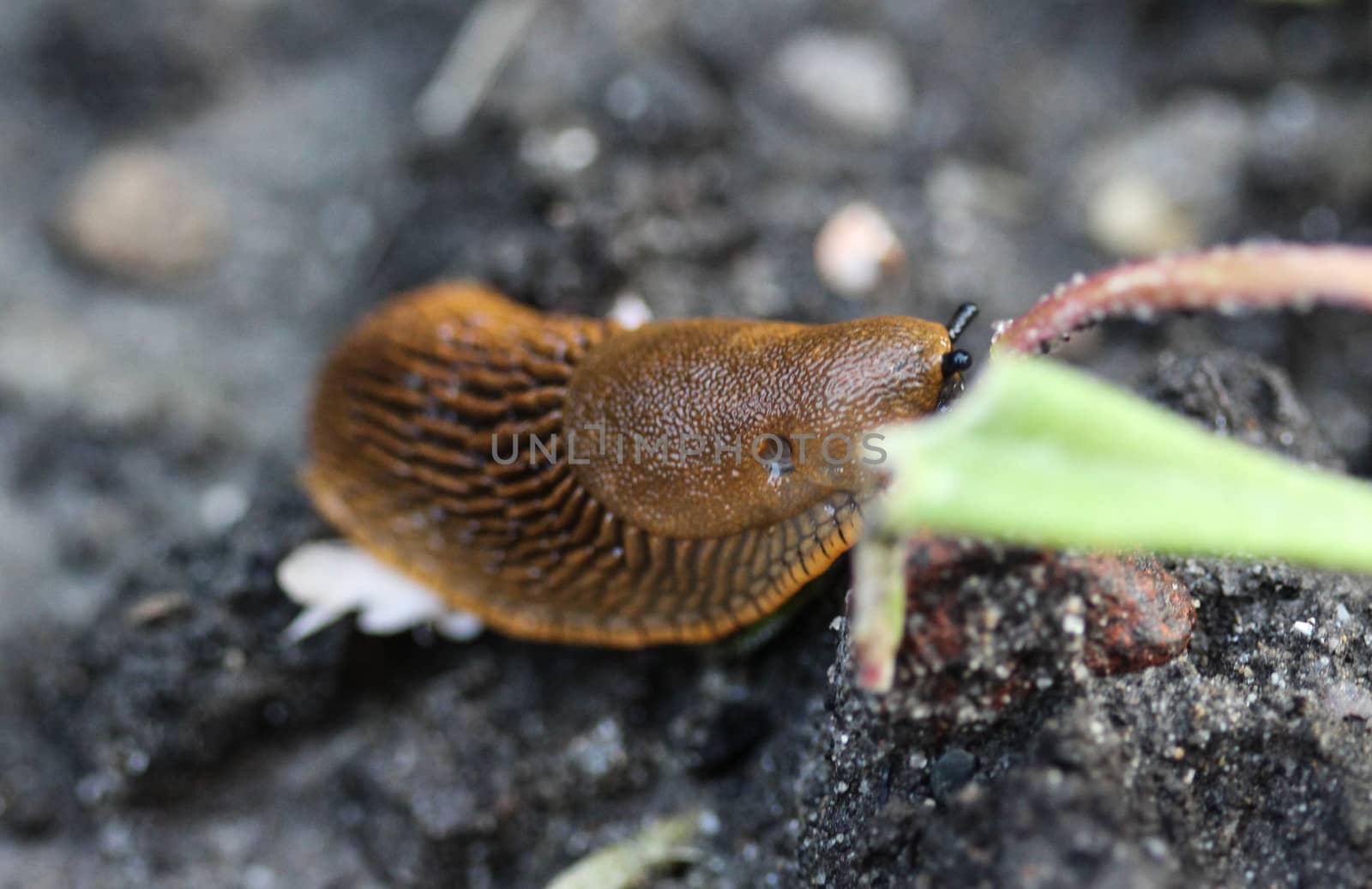 The red slug (Arion rufus), also known as the large red slug, chocolate arion and European red snail, eating leafs in the garden