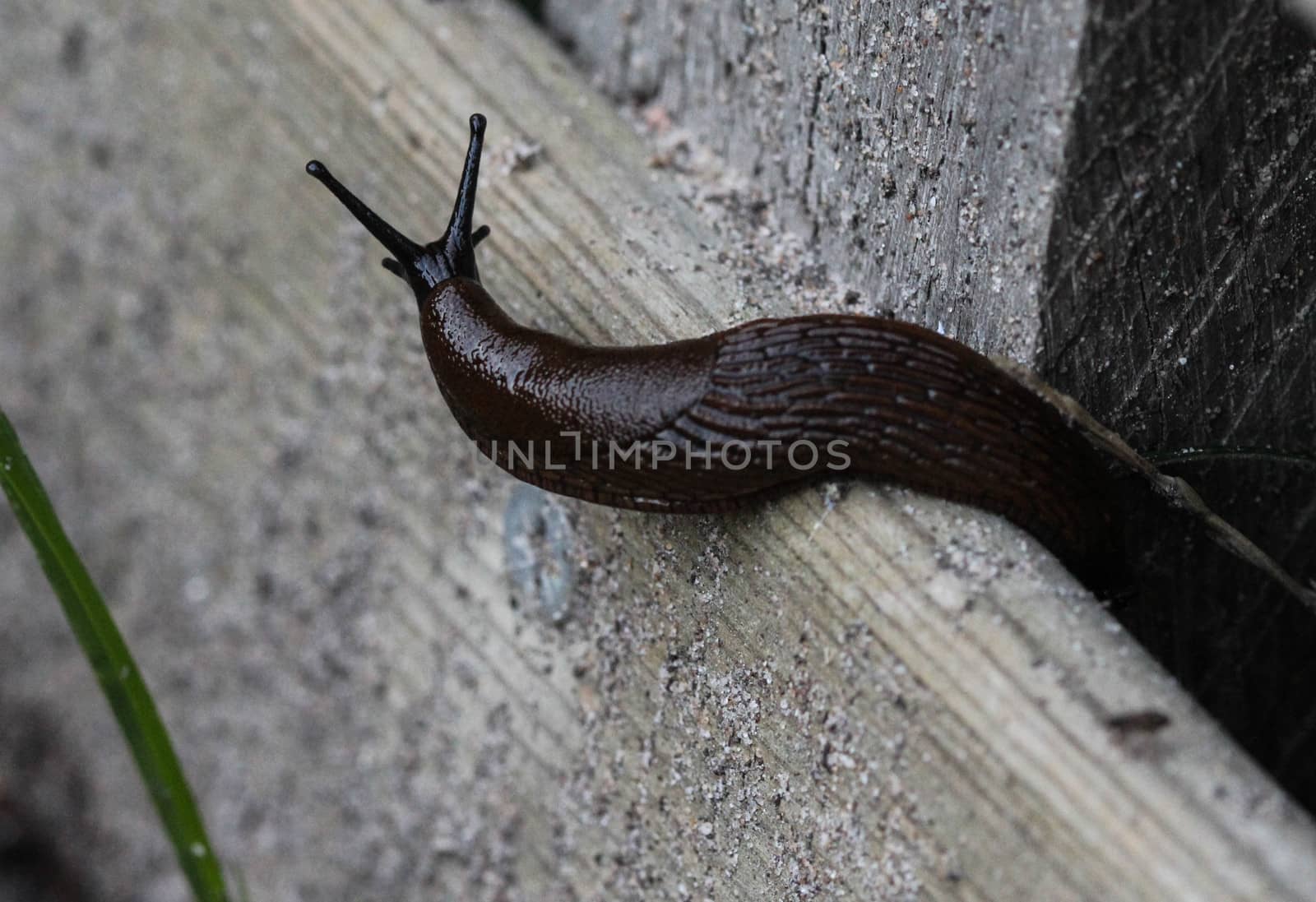 close up of black slug (Arion ater)