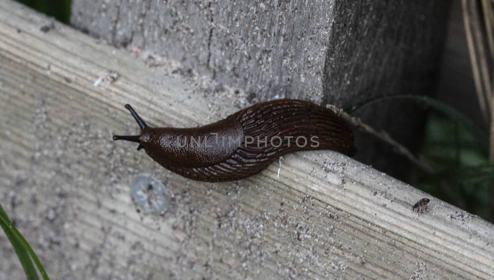 close up of black slug (Arion ater)
