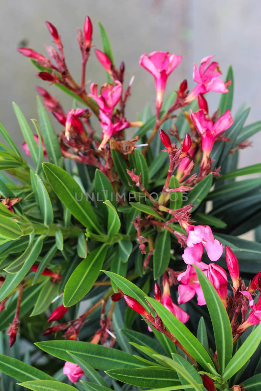 Close up of Nerium oleander flower, most commonly known as nerium or oleander, blooming in spring in the garden