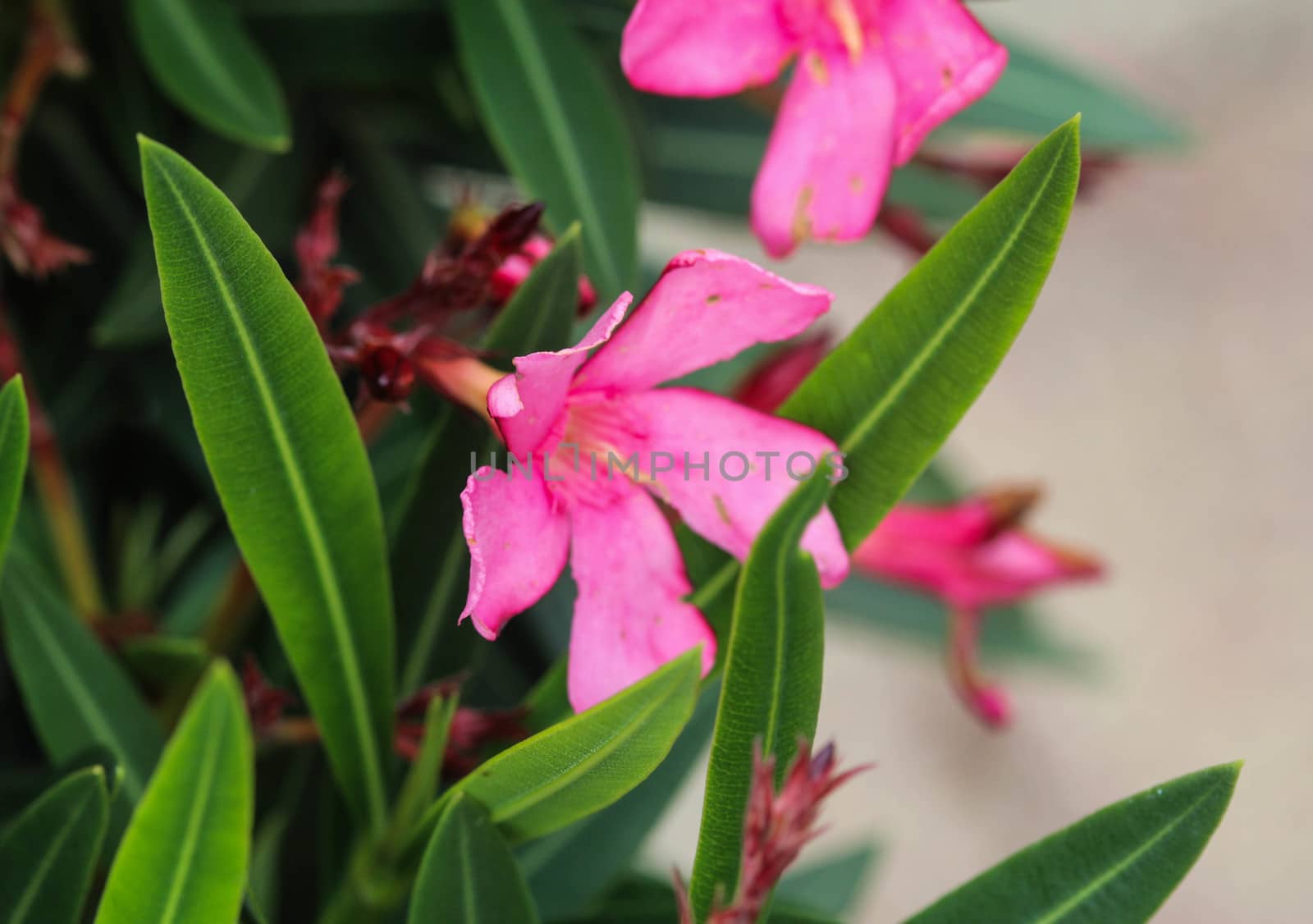 Close up of Nerium oleander flower, most commonly known as nerium or oleander, blooming in spring in the garden