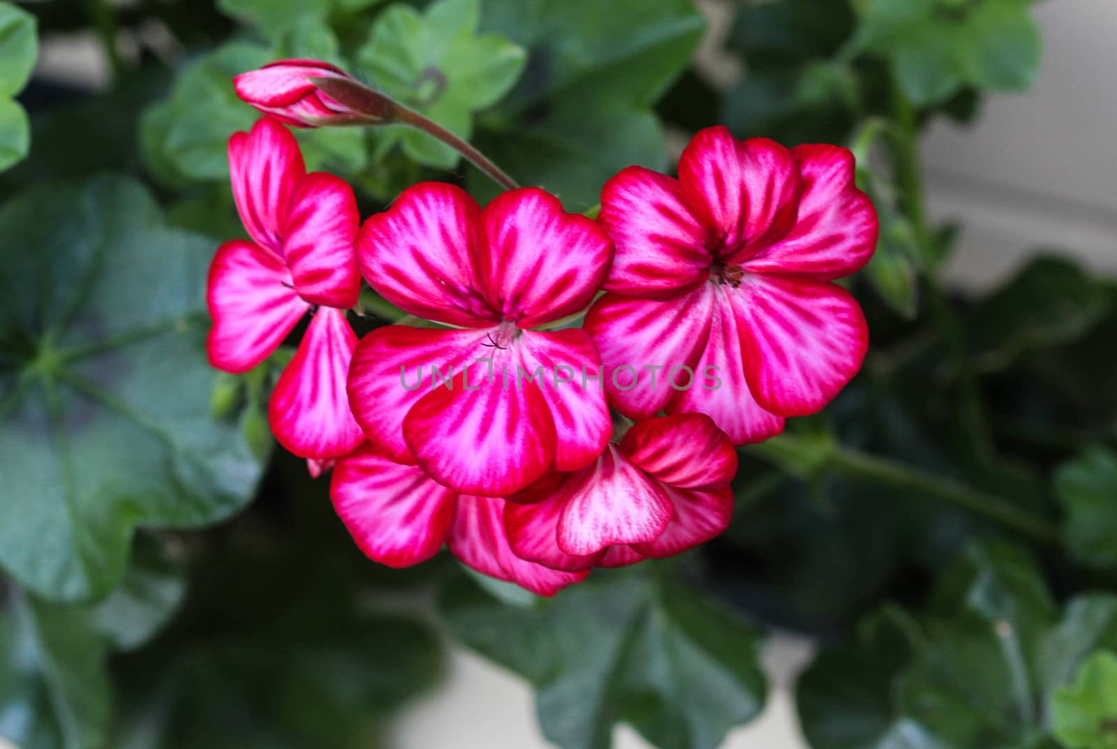 close up of Pelargonium peltatum