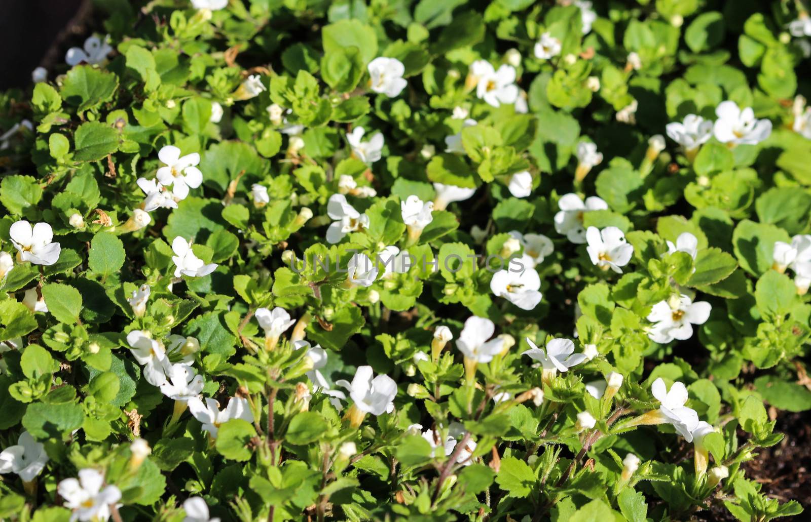close up of waterhyssop in garden