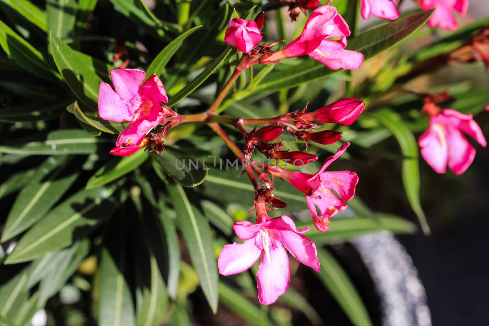 Close up of Nerium oleander flower, most commonly known as nerium or oleander, blooming in spring in the garden