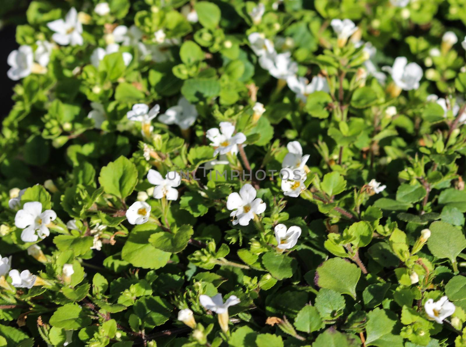 close up of waterhyssop in garden