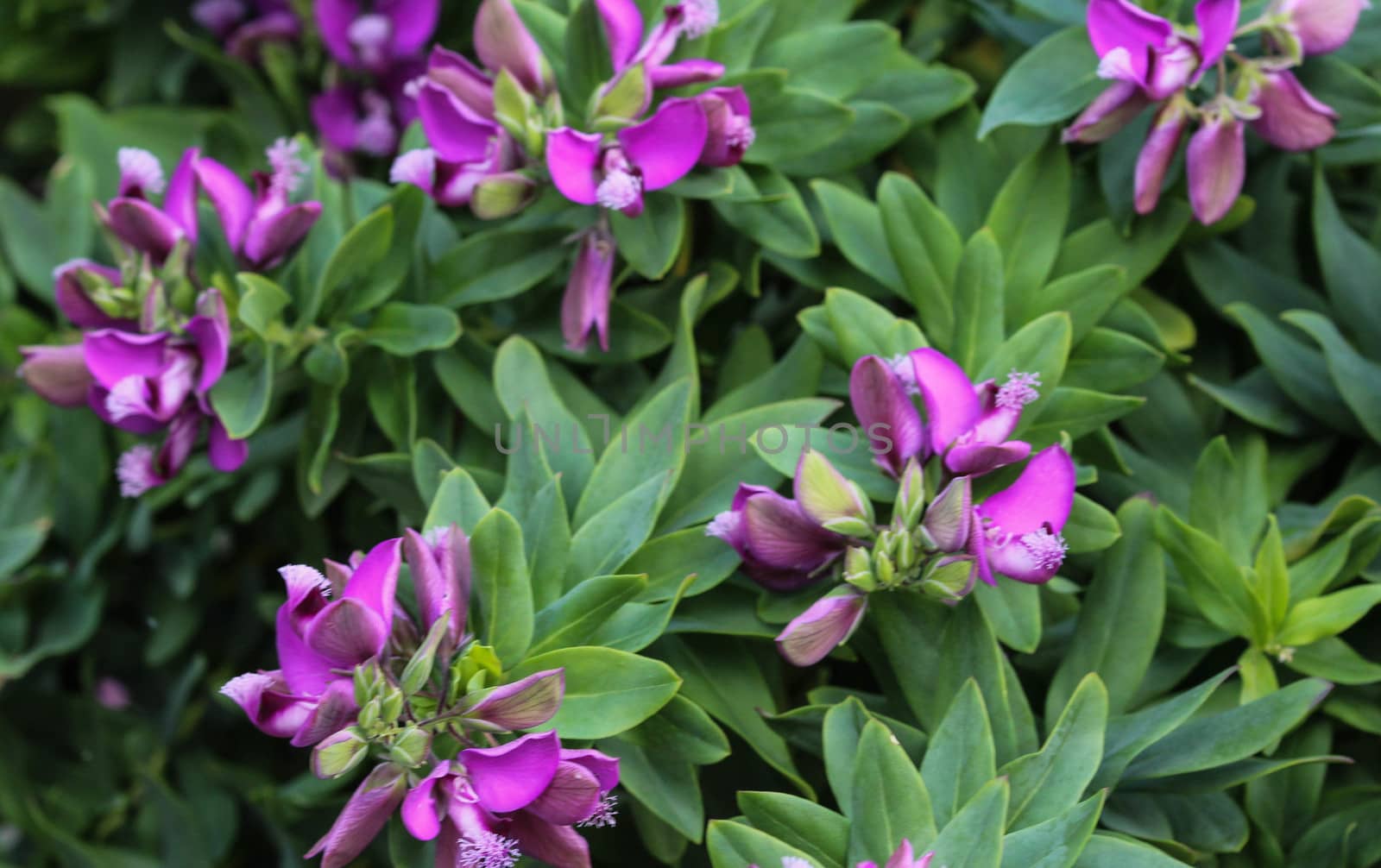 close up of beautiful Polygala myrtifolia or the myrtle-leaf milkwort flower, blooming in spring in the garden